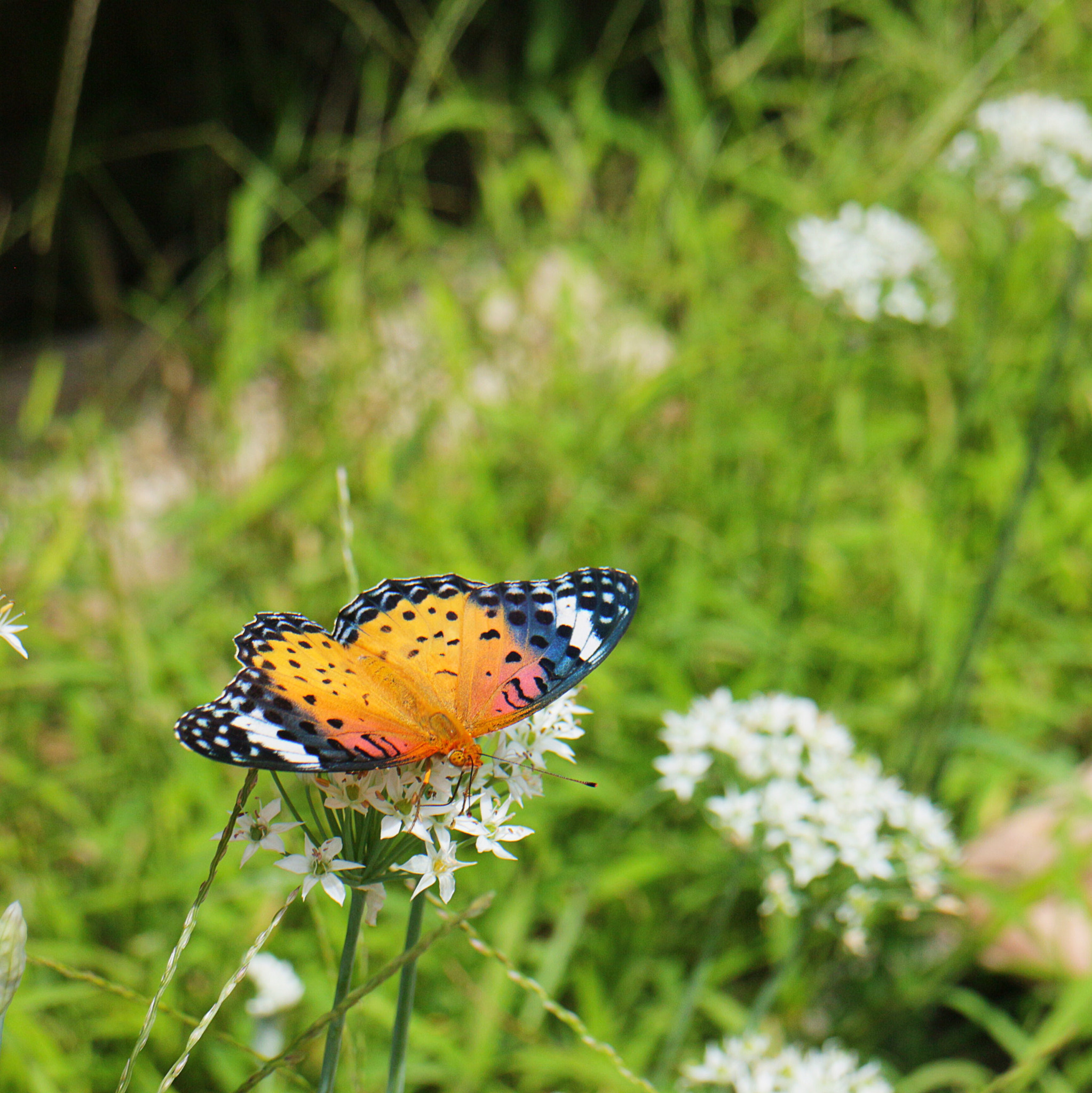 Canon EOS M sample photo