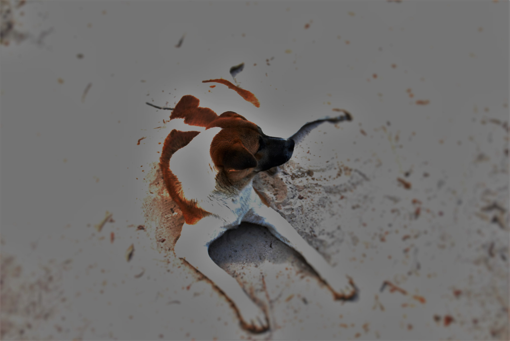 Nikon D200 sample photo. Dog photography