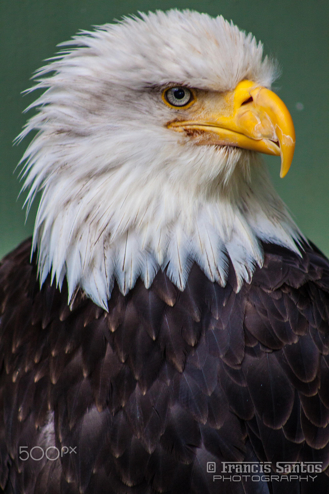 Canon EF 75-300mm f/4-5.6 USM sample photo. Bald eagle photography