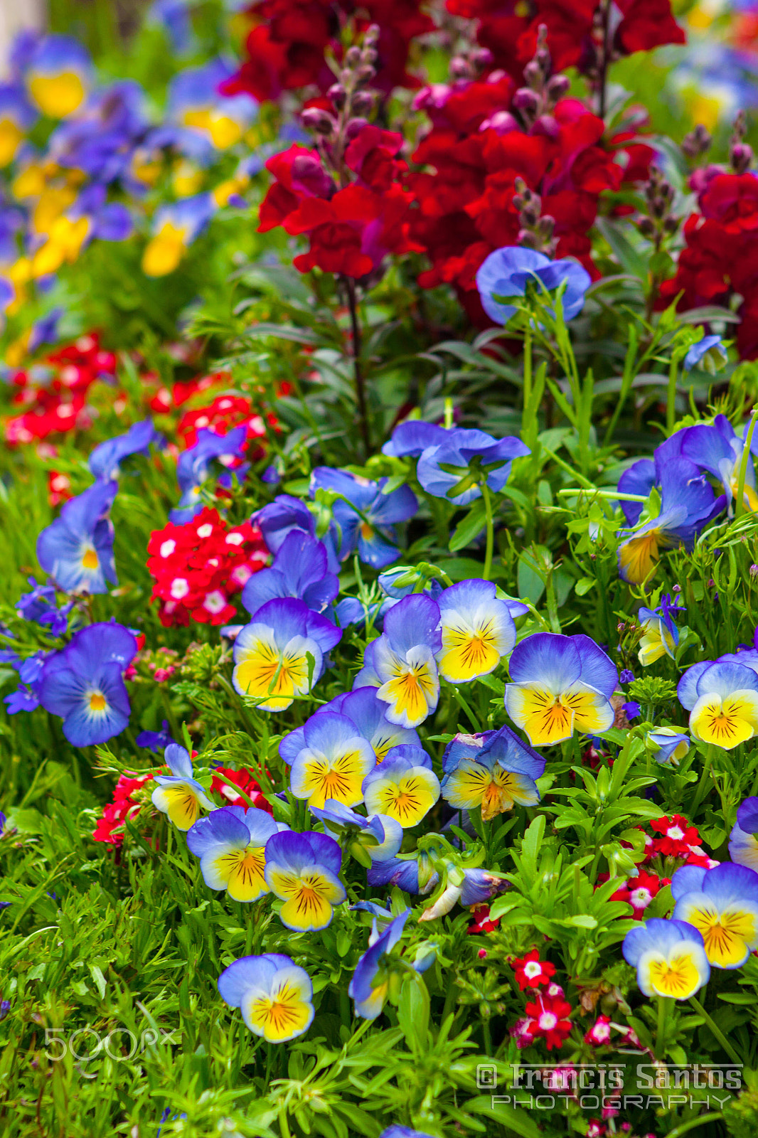 Canon EF 75-300mm f/4-5.6 USM sample photo. Flowers photography