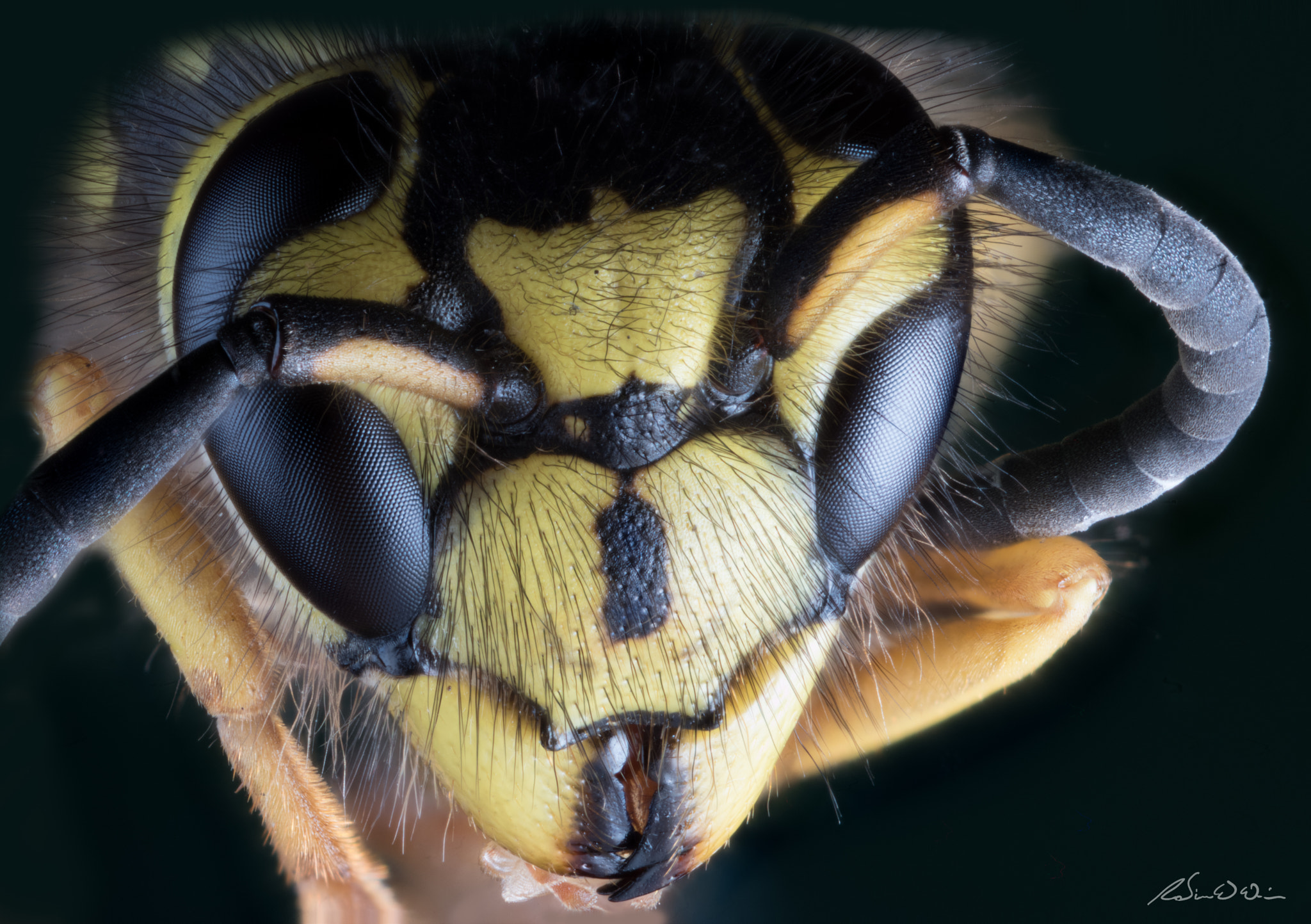 Nikon D750 + Nikon AF-S Nikkor 300mm F4D ED-IF sample photo. Up close with a wasp photography