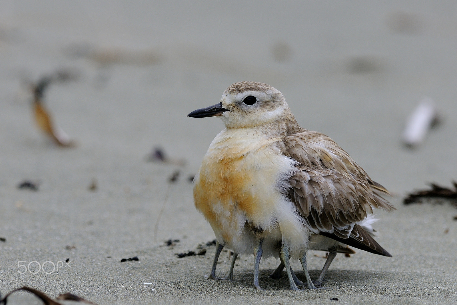 Nikon AF-S Nikkor 300mm F2.8G ED VR II sample photo. New zealand dotterel give warmth to its chicks photography