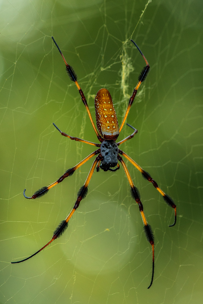 Golden silk orb-weaver by Mohan Krishna / 500px