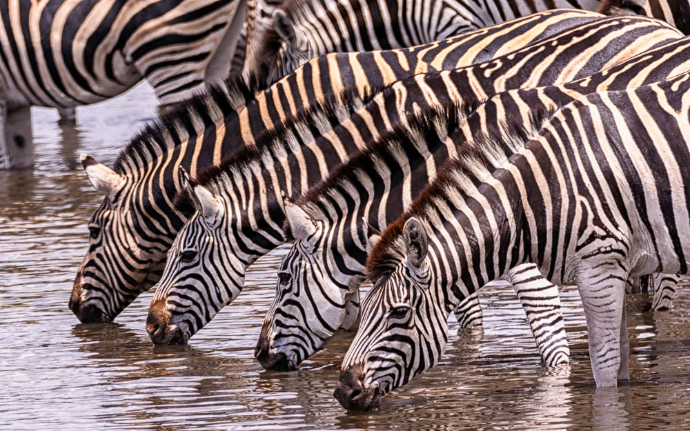 Sigma 150-600mm F5-6.3 DG OS HSM | S sample photo. Zebra having a cool drink. photography