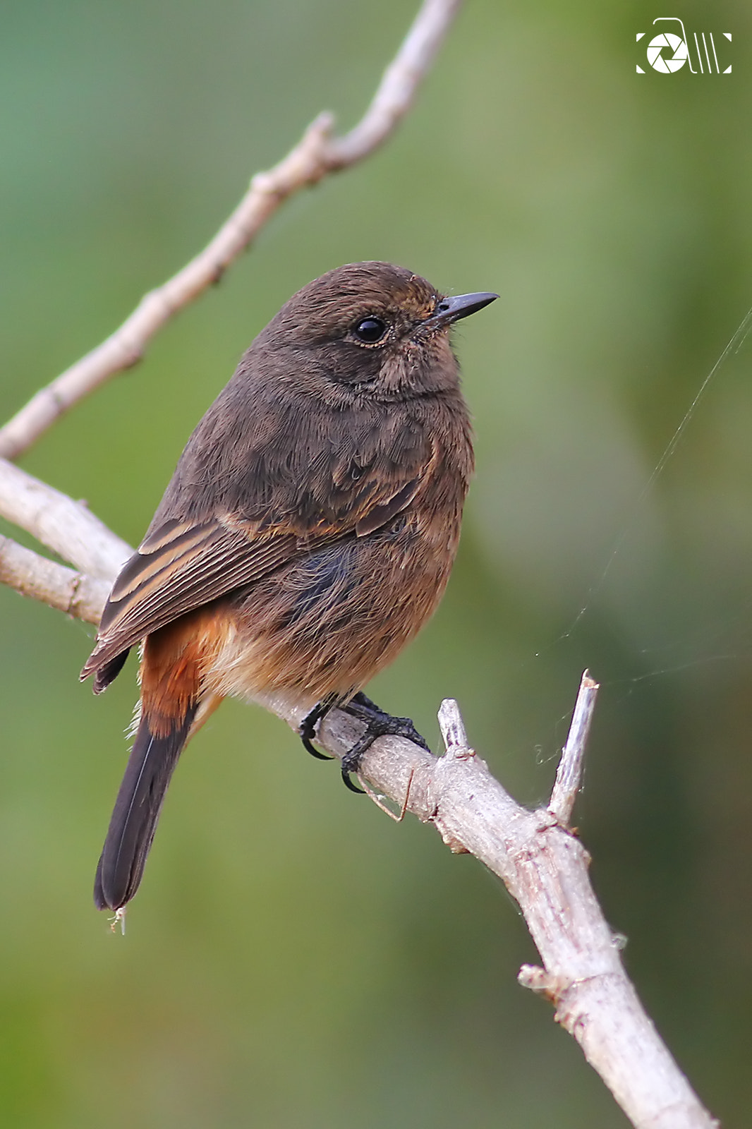 Canon EOS 550D (EOS Rebel T2i / EOS Kiss X4) + Canon EF 400mm F5.6L USM sample photo. Pied bushchat, female photography