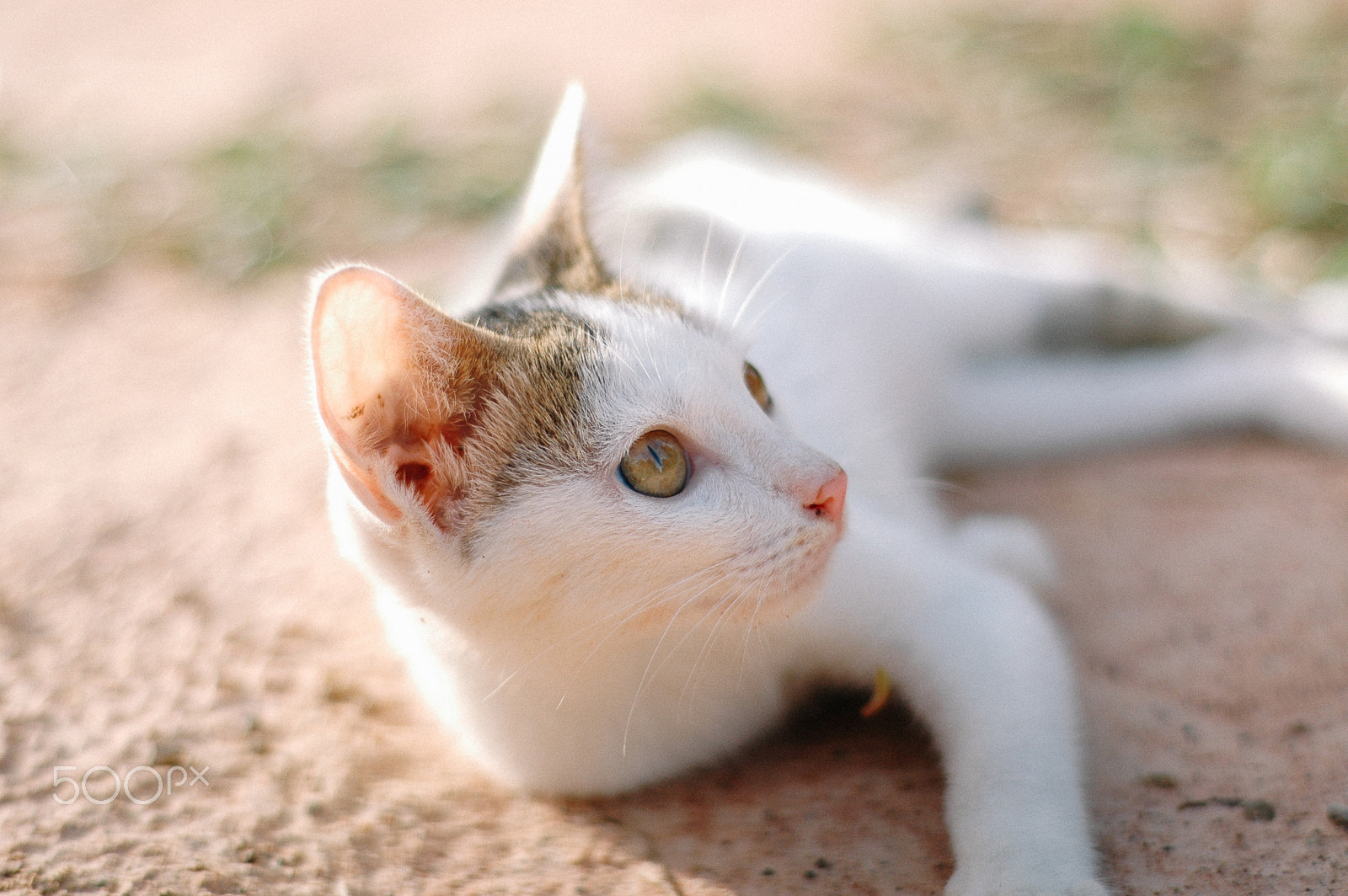 Nikon D70 + Nikon AF Nikkor 50mm F1.8D sample photo. Lovely kitty photography
