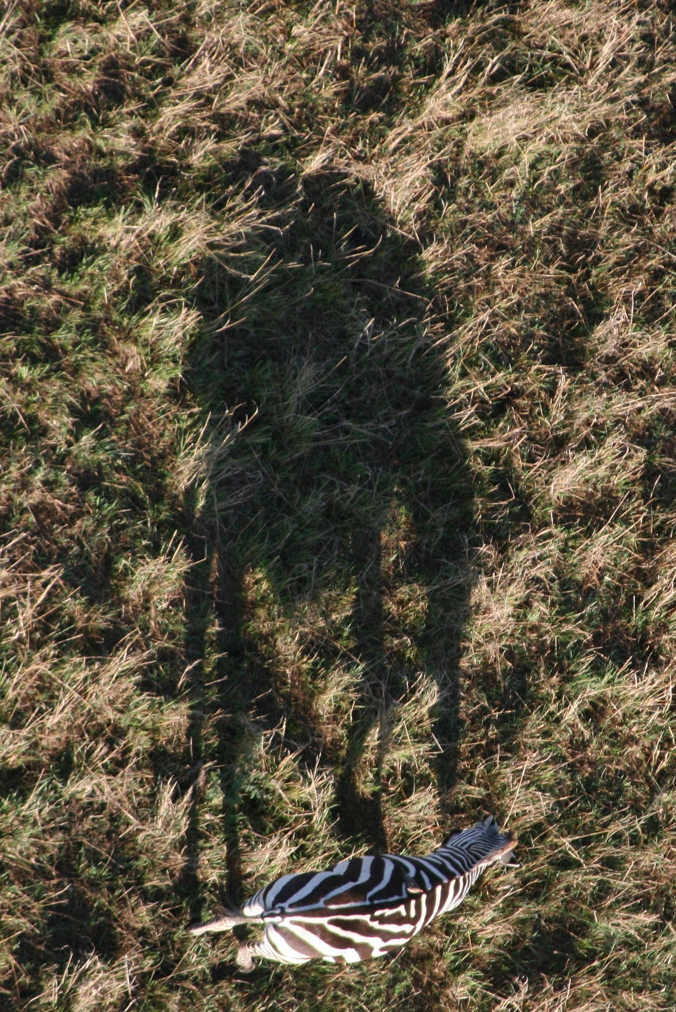Canon EF 55-200mm F4.5-5.6 II USM sample photo. Zebra shadow photography
