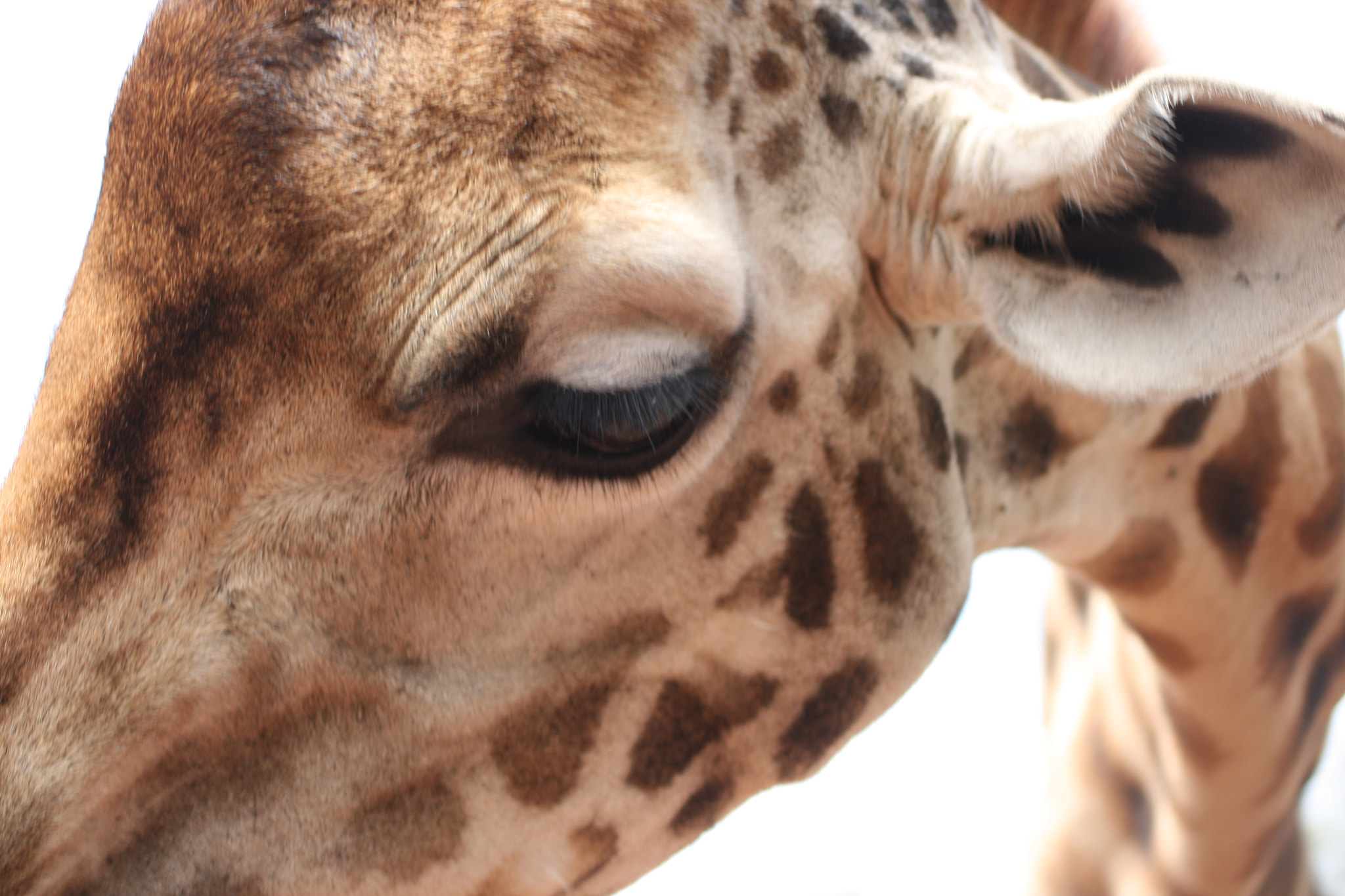 Canon EF 55-200mm F4.5-5.6 II USM sample photo. Giraffe profile shot photography