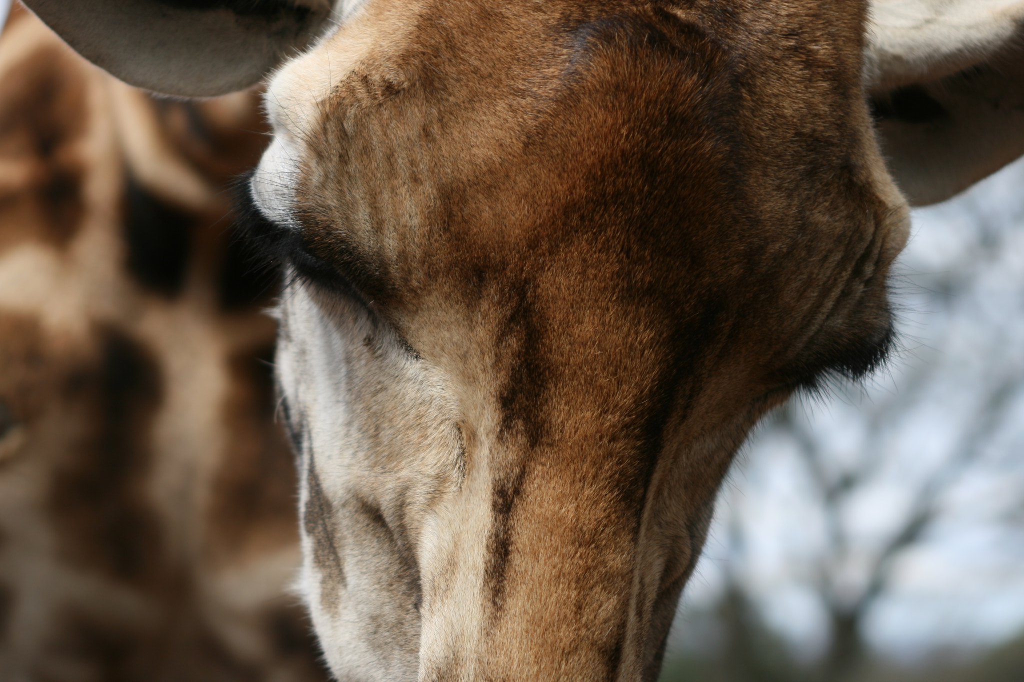 Canon EF 55-200mm F4.5-5.6 II USM sample photo. Giraffe close up photography