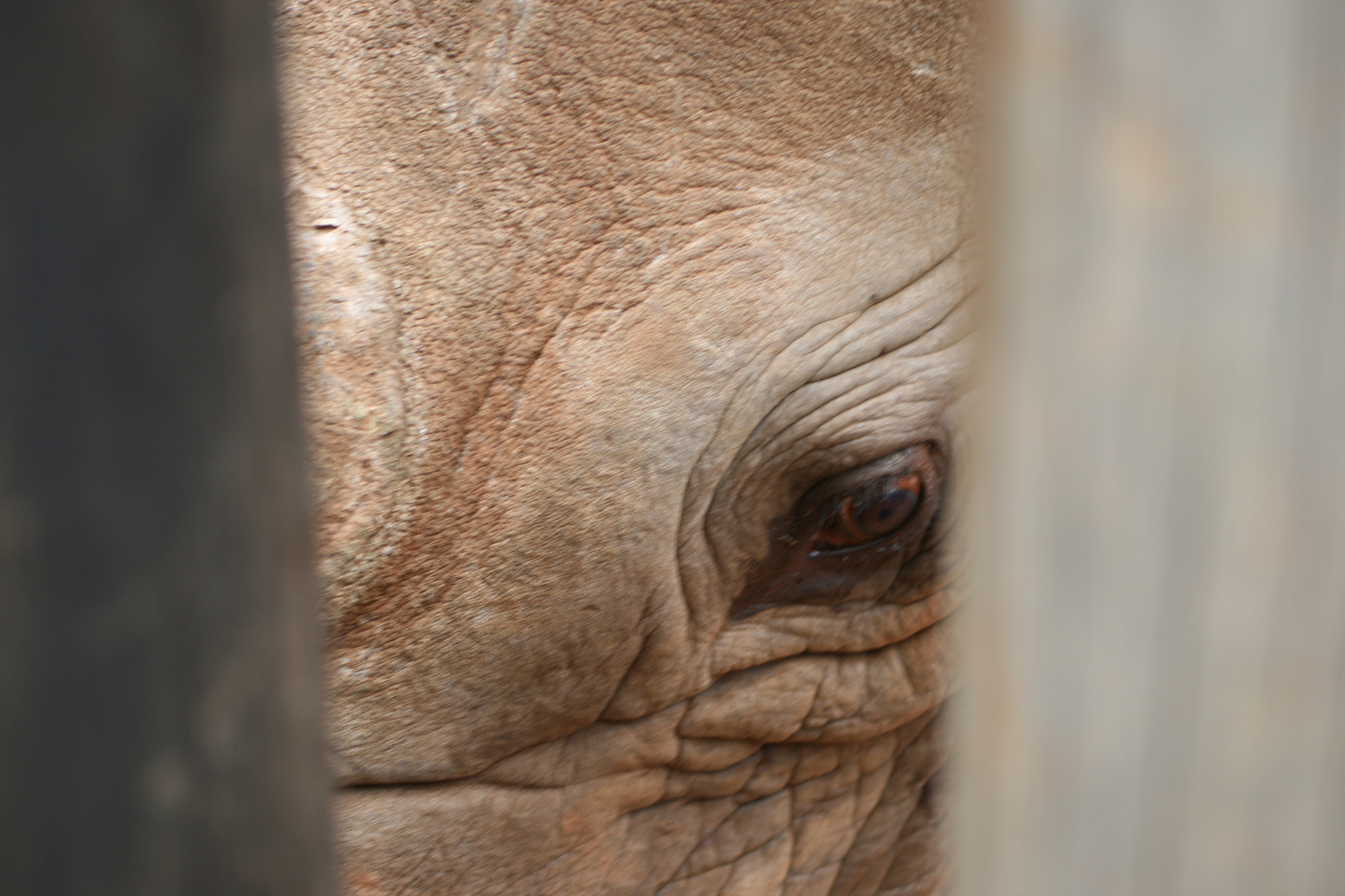 Canon EF 55-200mm F4.5-5.6 II USM sample photo. Blind rhino photography