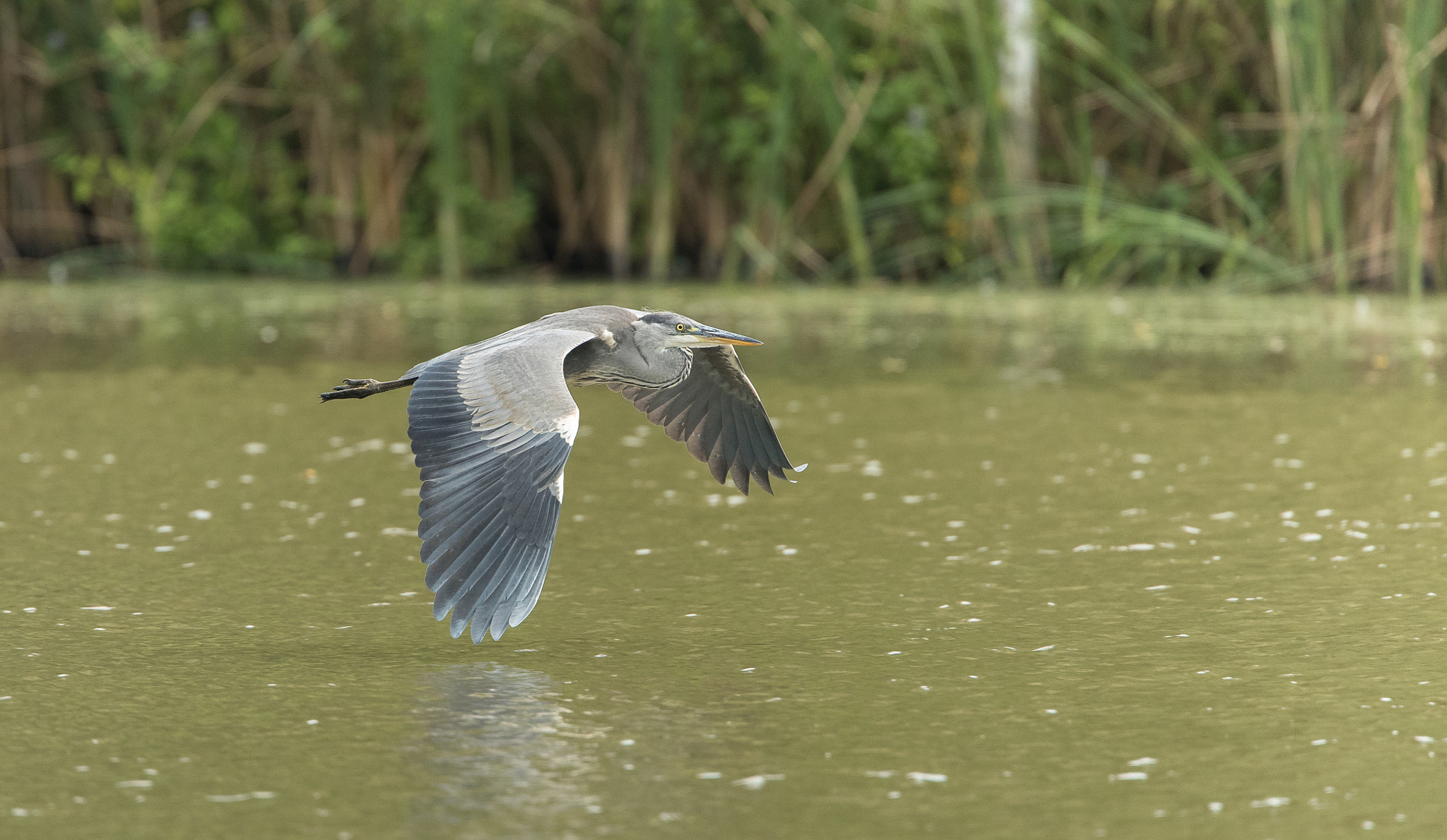 Canon EF 500mm F4L IS USM sample photo. Grey heron photography