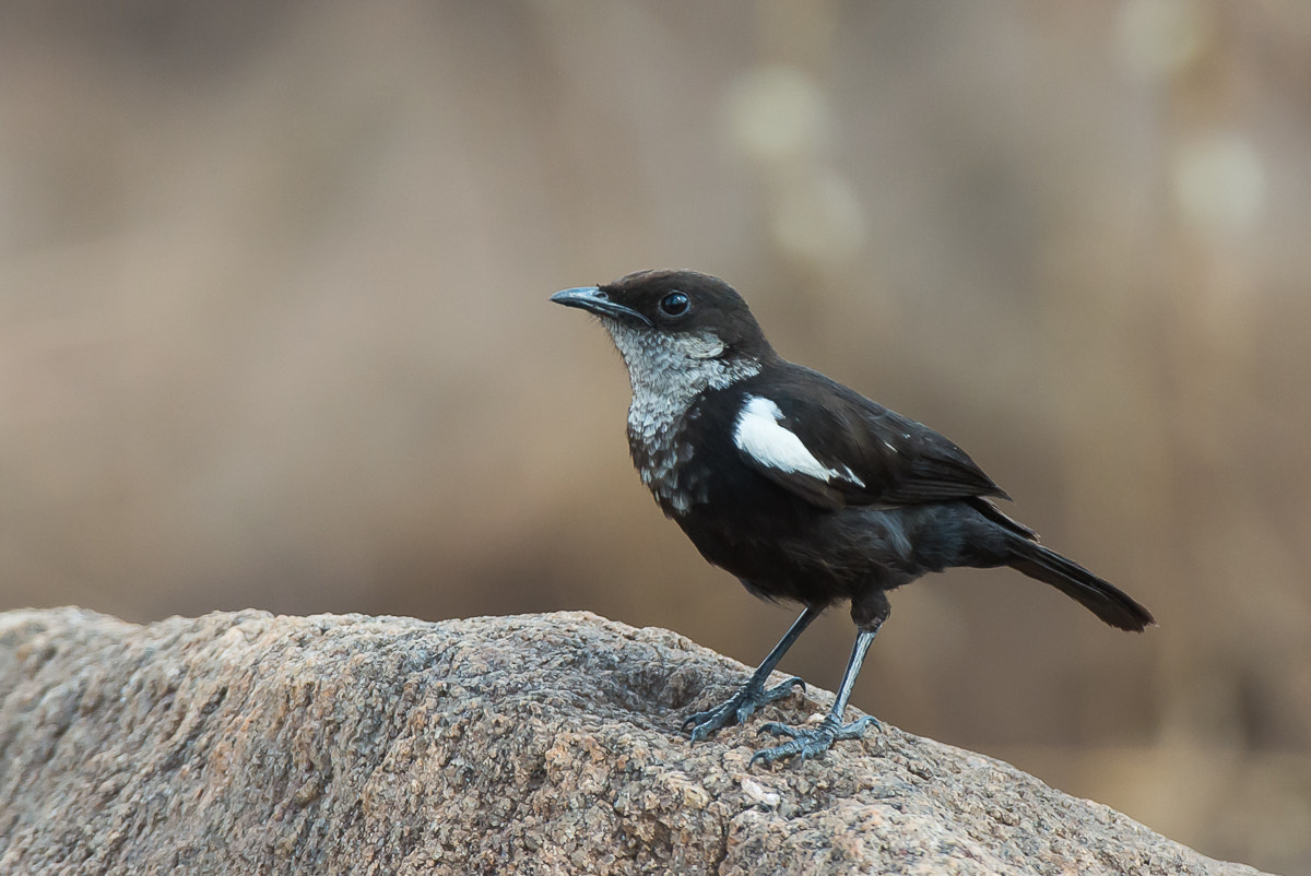 Nikon D7100 + Nikon AF-S Nikkor 200-400mm F4G ED-IF VR sample photo. White-headed black chat photography