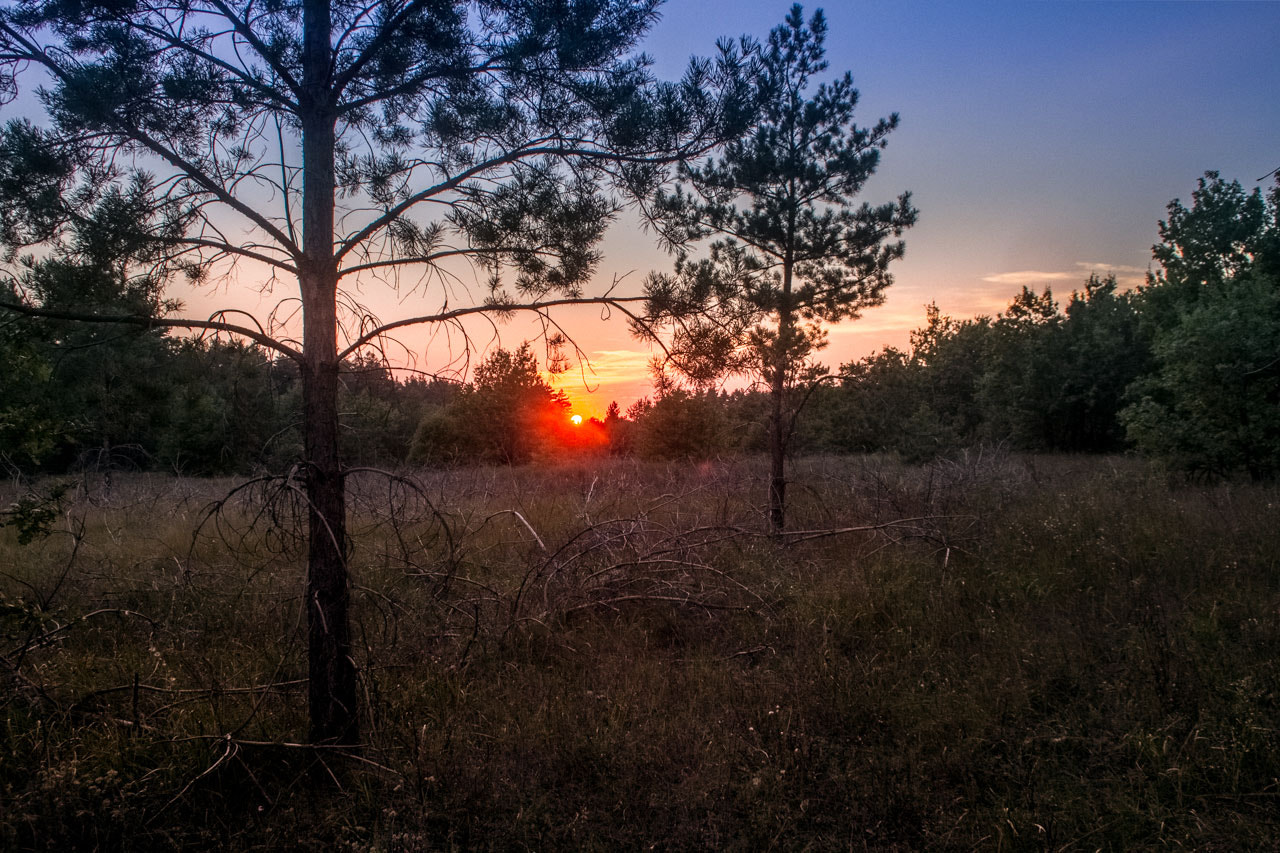 Sigma 18-50mm F2.8-4.5 DC OS HSM sample photo. Закат в соснах photography
