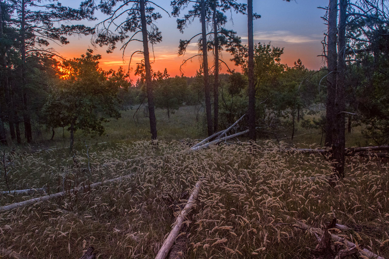 Sigma 18-50mm F2.8-4.5 DC OS HSM sample photo. Закат в соснах photography