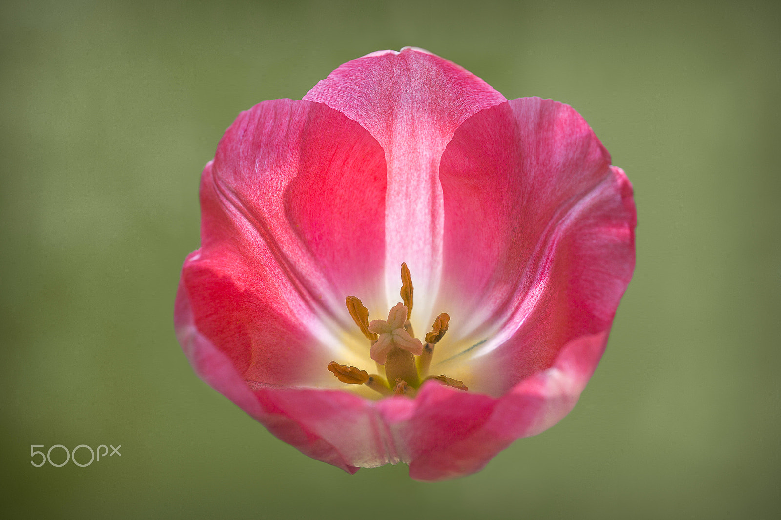 Canon EF 180mm F3.5L Macro USM sample photo. Hdx photography