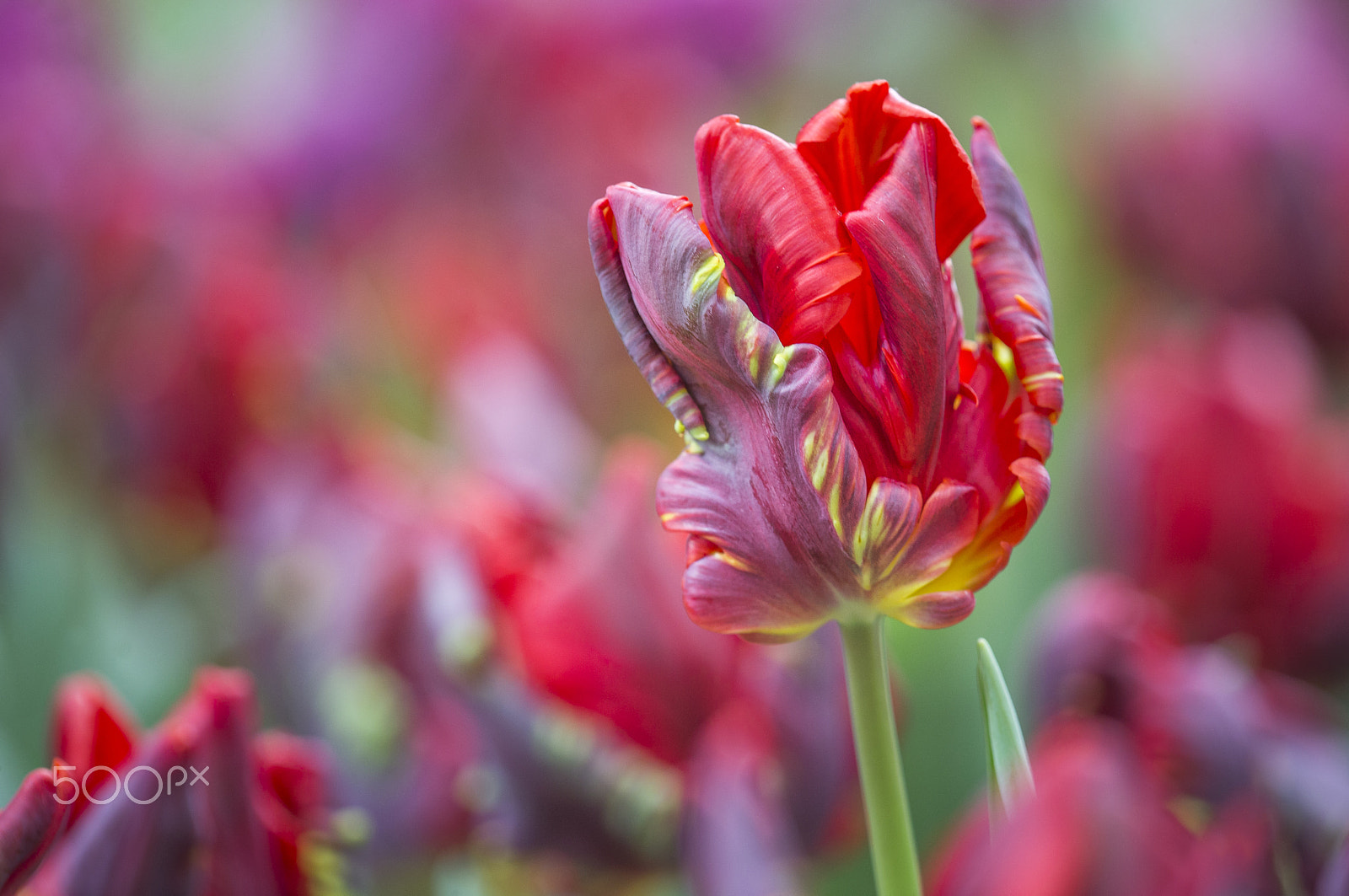 Canon EF 180mm F3.5L Macro USM sample photo. Tulipa 'rococo' photography