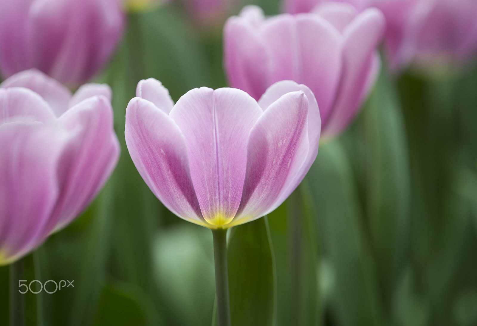 Canon EF 180mm F3.5L Macro USM sample photo. Tulipa 'synead armor' photography