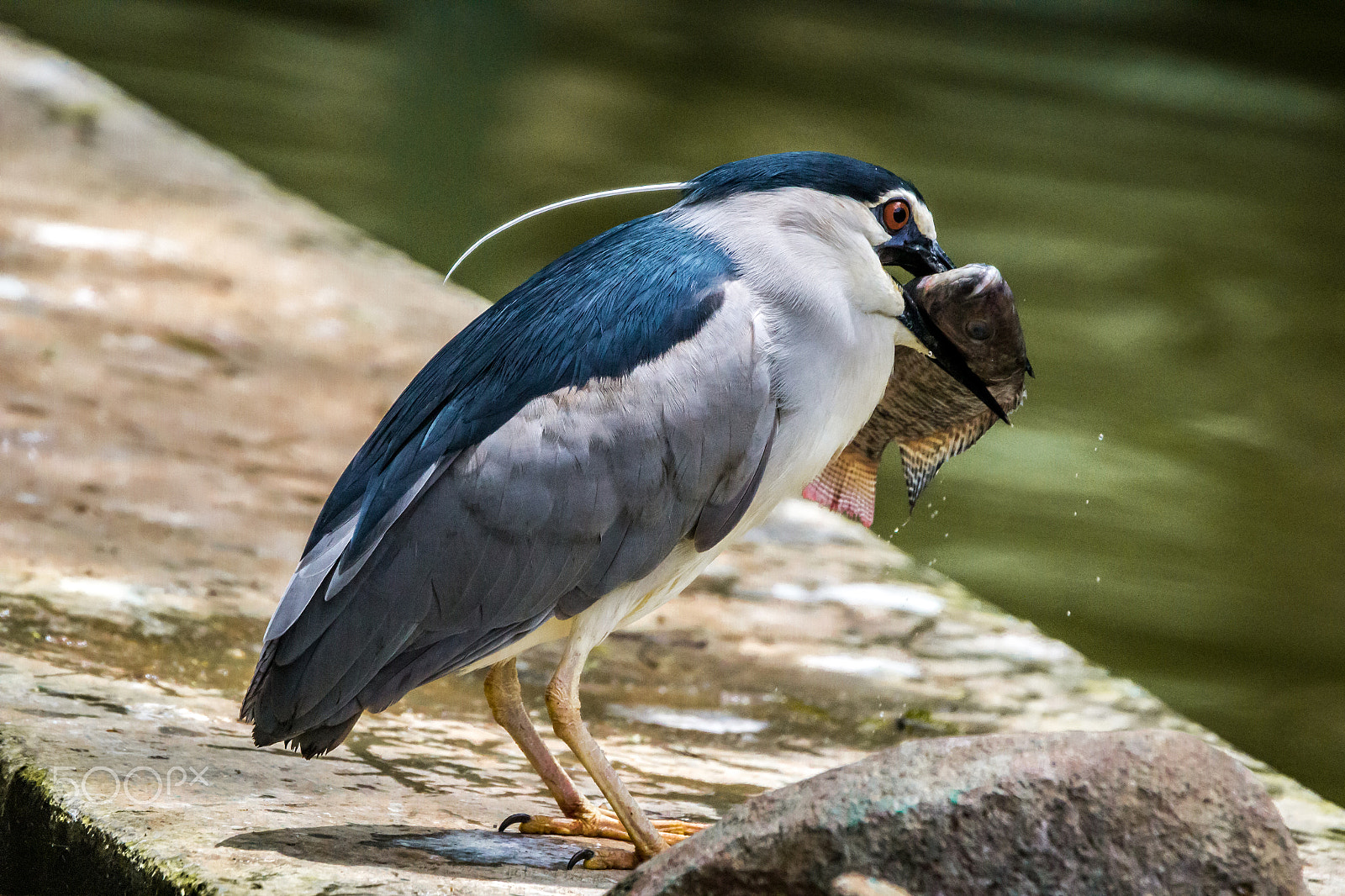 Tamron SP 150-600mm F5-6.3 Di VC USD sample photo. I was hungry photography