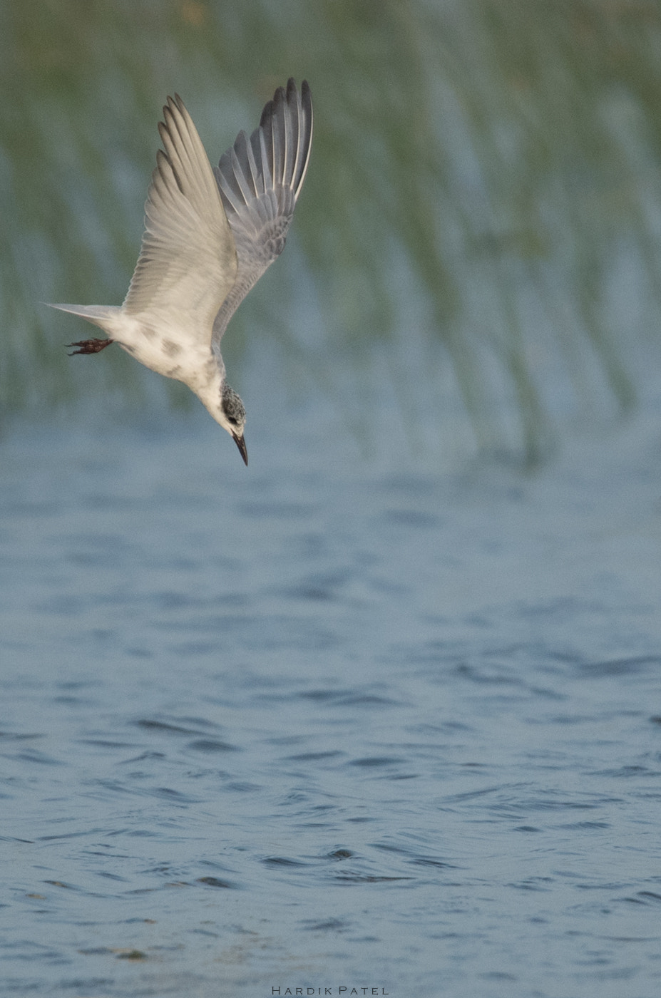 Nikon D5 sample photo. Ready to dive.. photography