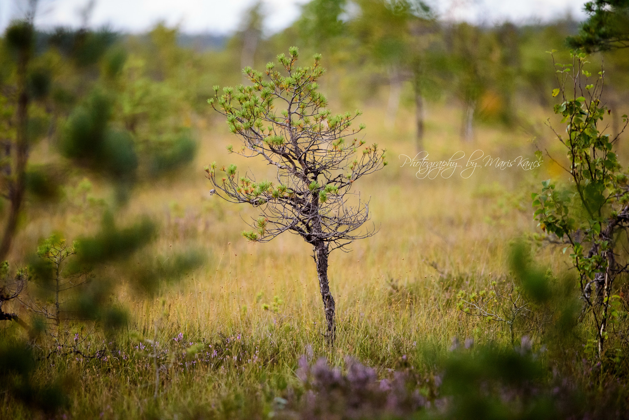 Nikon D810 + Nikon AF-S Nikkor 300mm F4D ED-IF sample photo. Swamp photography