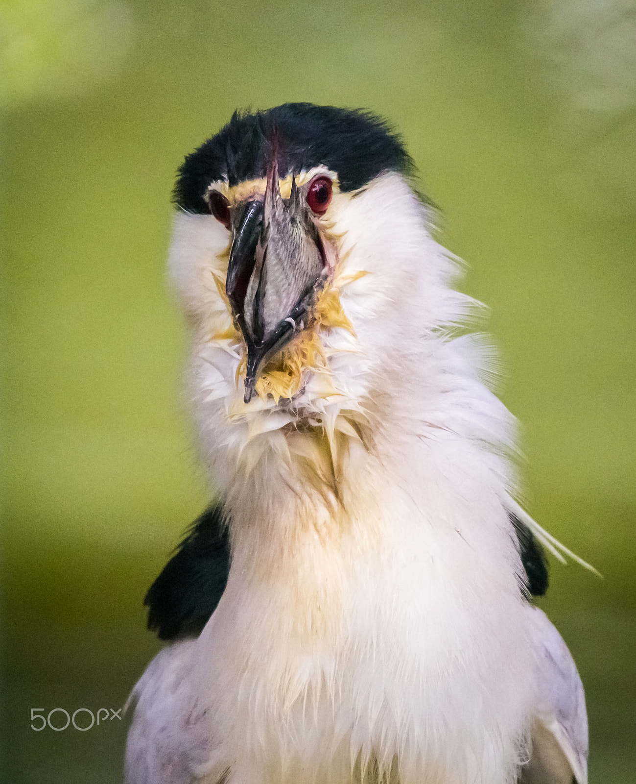 Tamron SP 150-600mm F5-6.3 Di VC USD sample photo. Looks like something's in my mouth photography