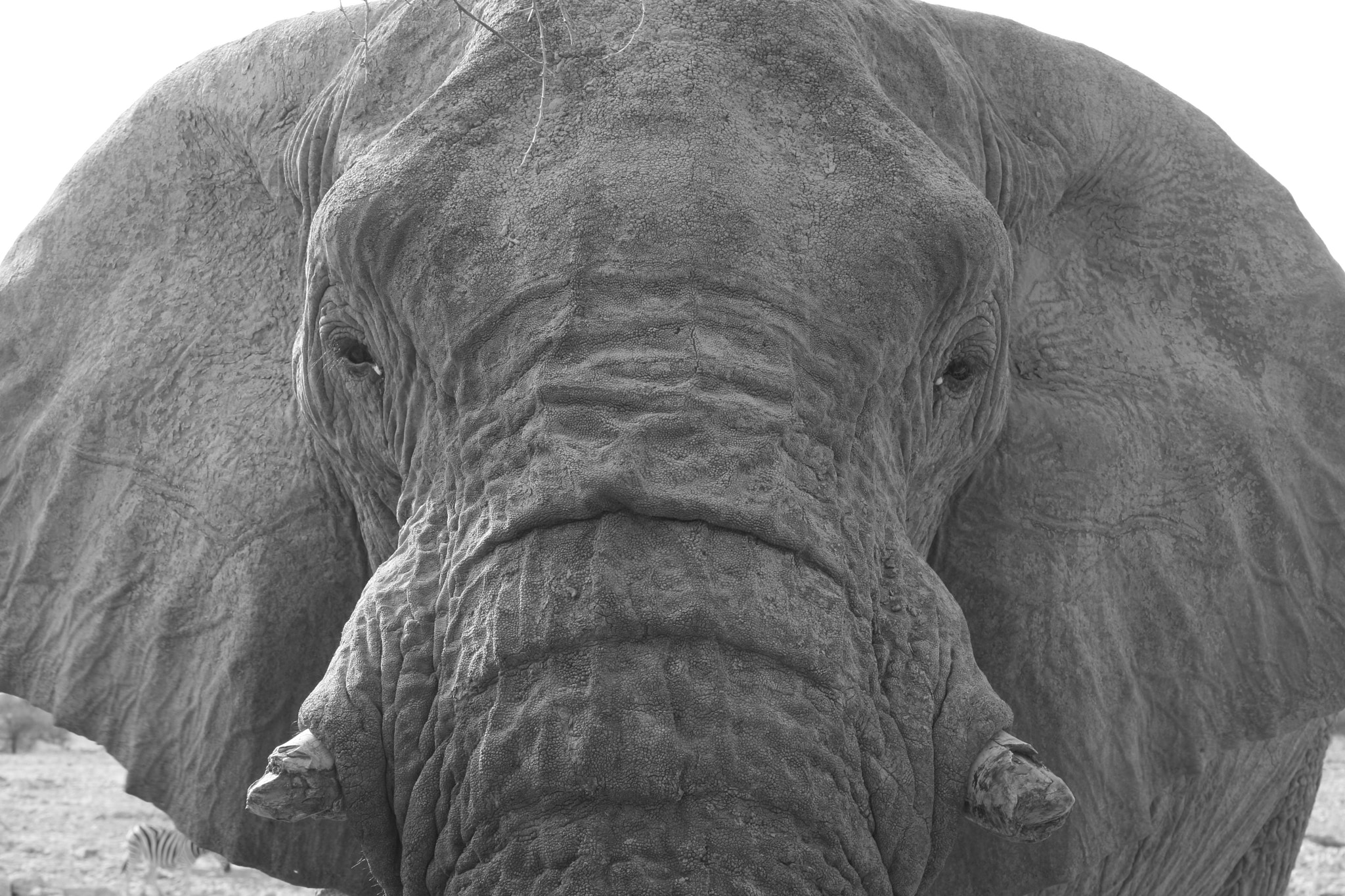Canon EOS 400D (EOS Digital Rebel XTi / EOS Kiss Digital X) + Canon EF 55-200mm F4.5-5.6 II USM sample photo. Elephant portrait photography