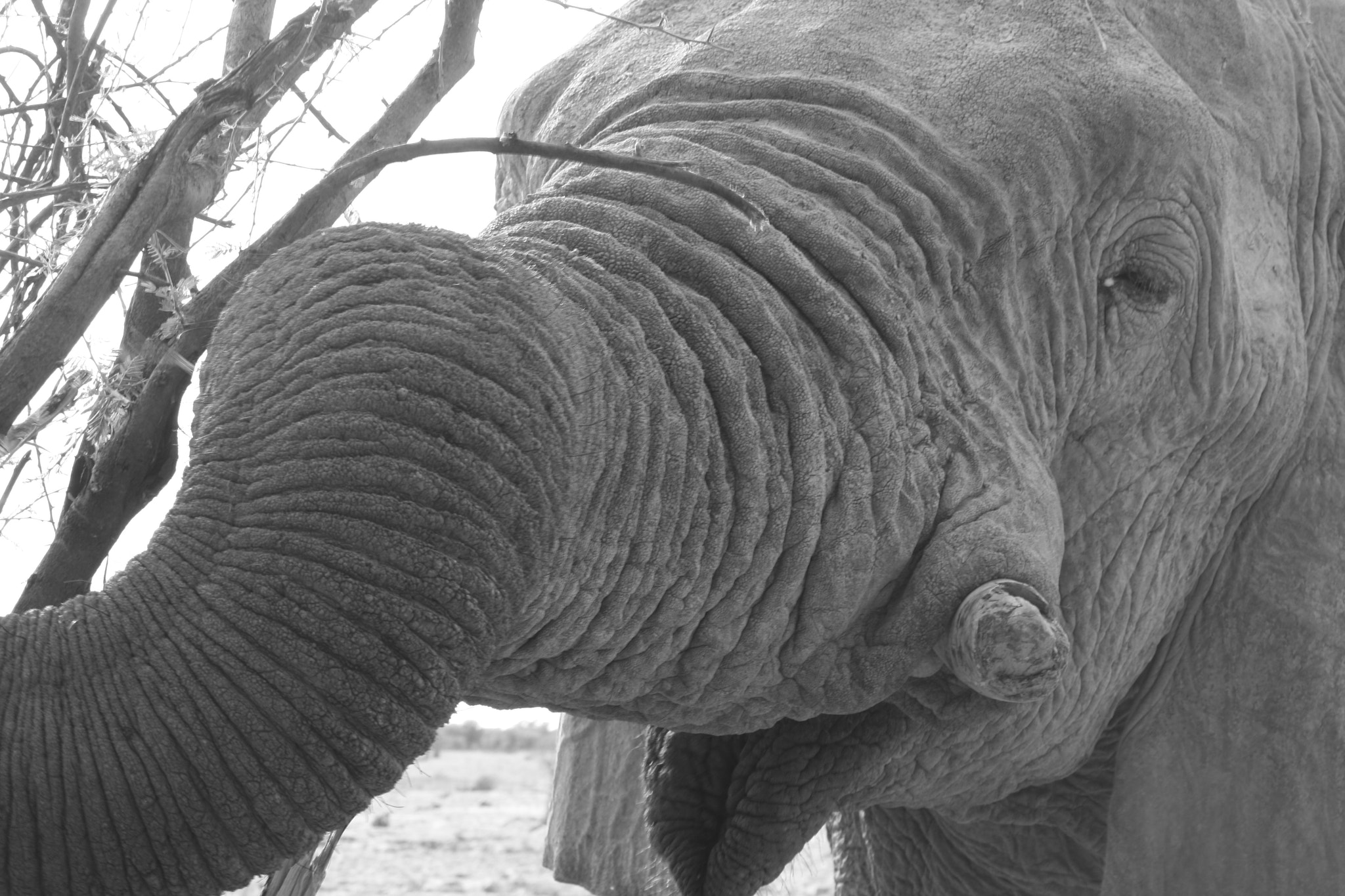 Canon EF 55-200mm F4.5-5.6 II USM sample photo. Twisting trunk photography