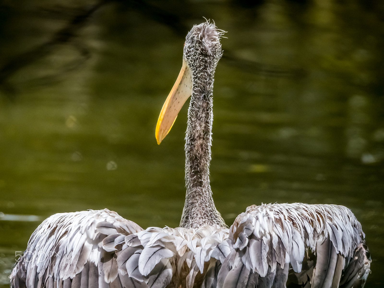 Tamron SP 150-600mm F5-6.3 Di VC USD sample photo. There i go photography