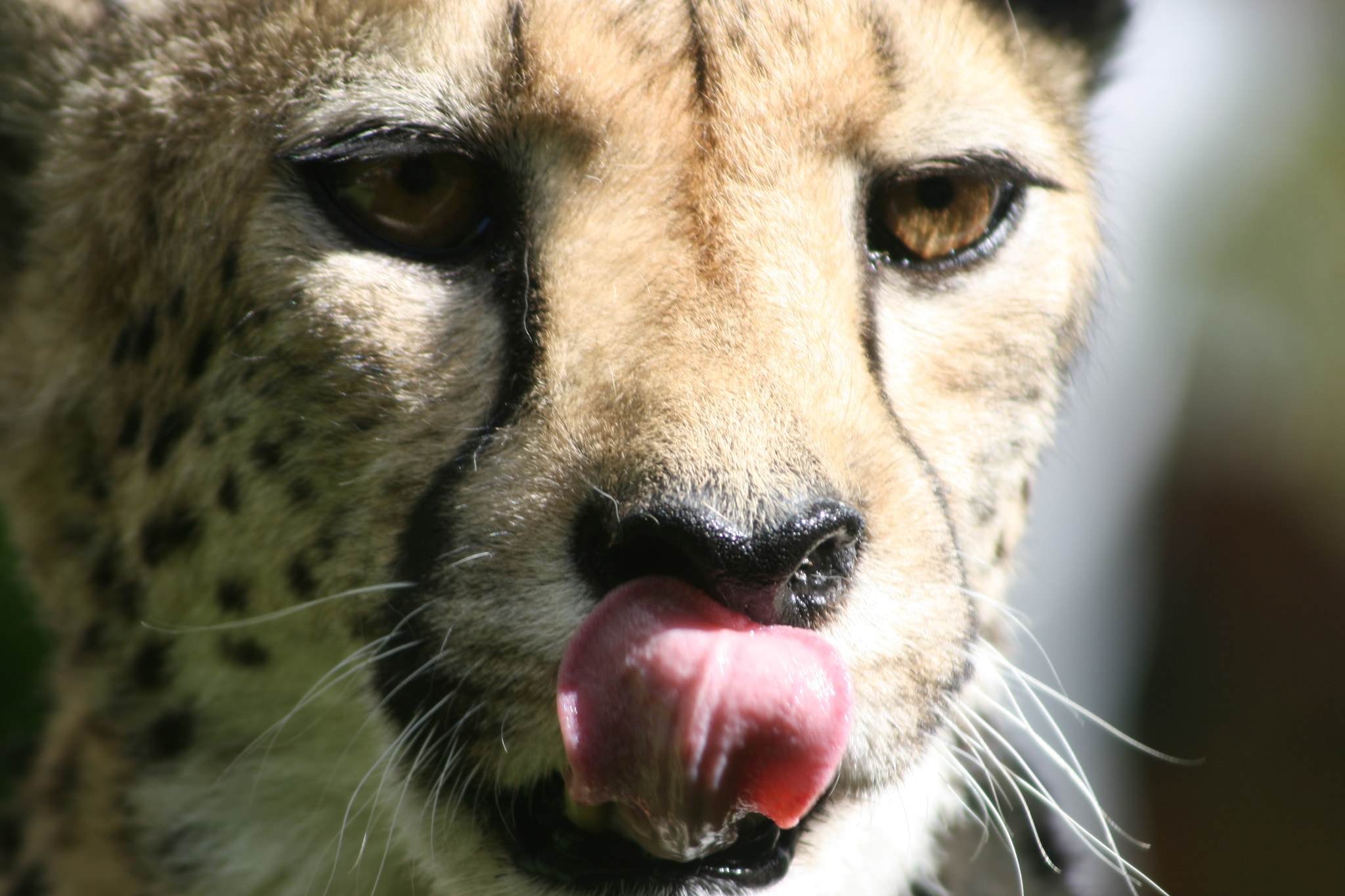 Canon EF 55-200mm F4.5-5.6 II USM sample photo. Licking his lips photography