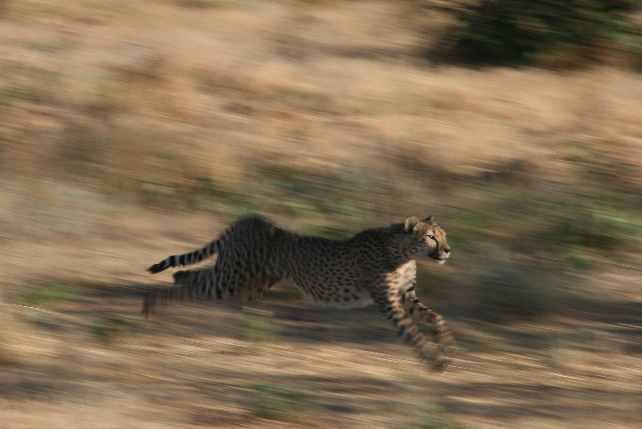 Canon EF 55-200mm F4.5-5.6 II USM sample photo. Cheetah running photography