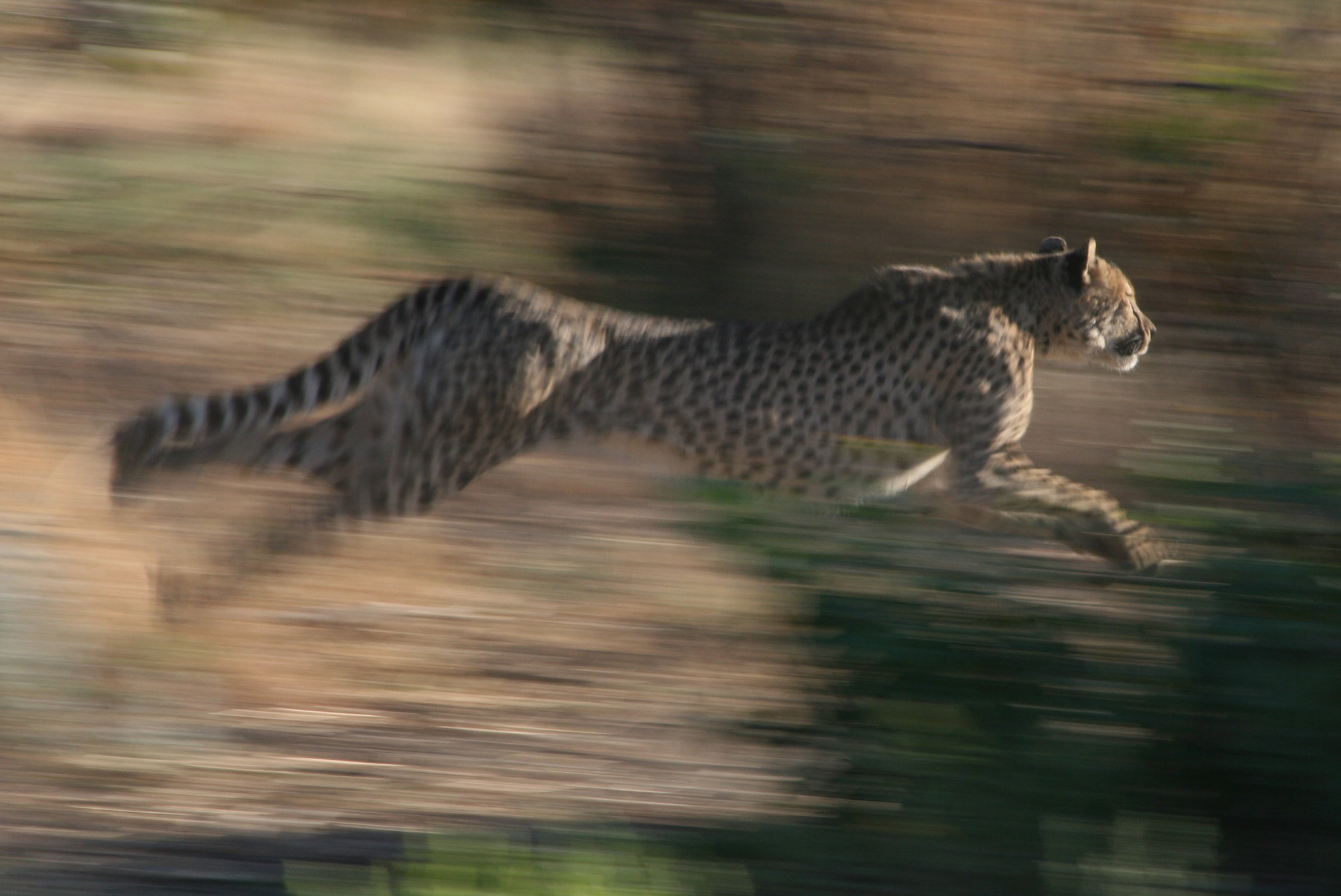 Canon EF 55-200mm F4.5-5.6 II USM sample photo. Cheetah at full stretch photography