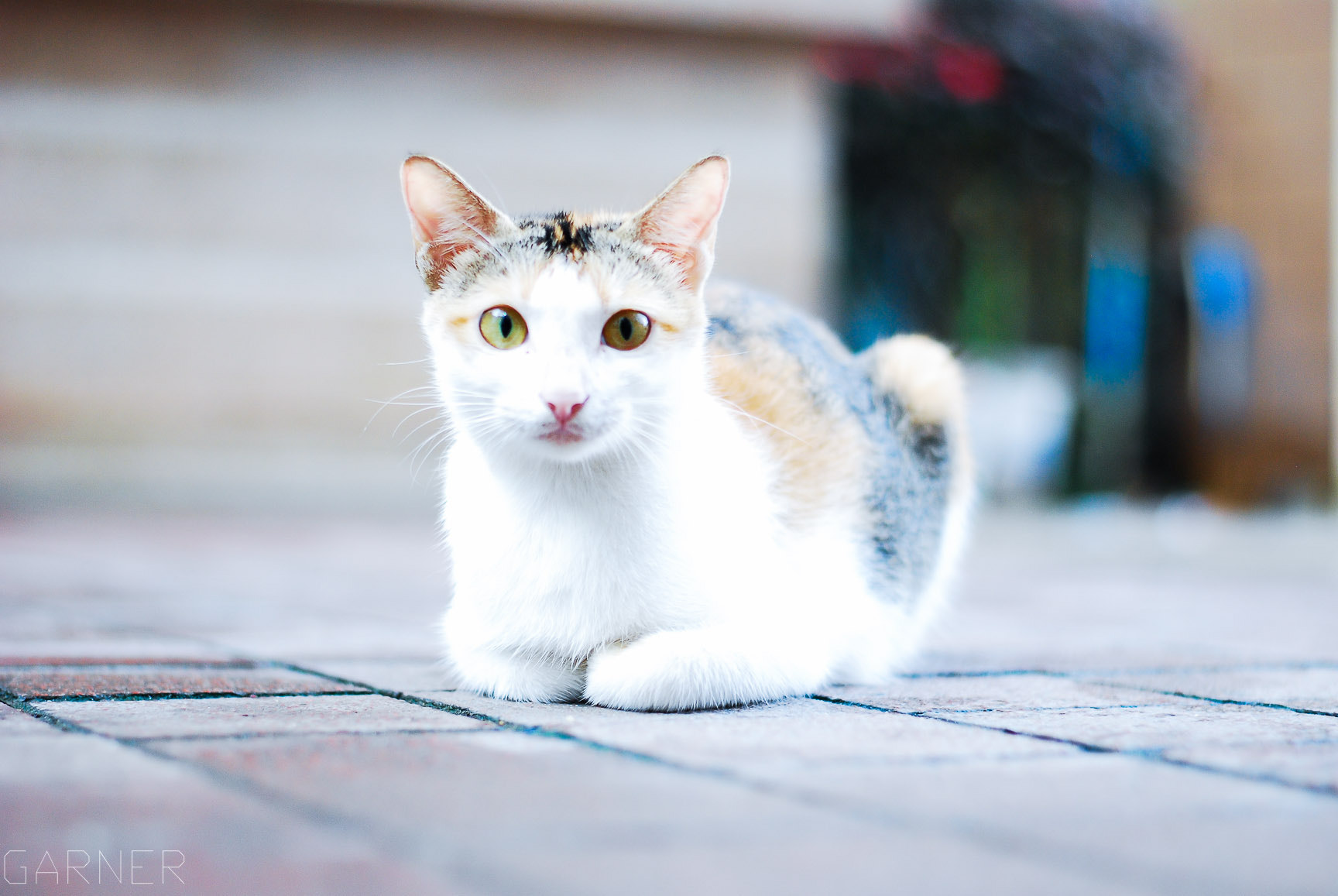 Nikon D80 + Nikon AF-S Nikkor 50mm F1.8G sample photo. Cute cat photography