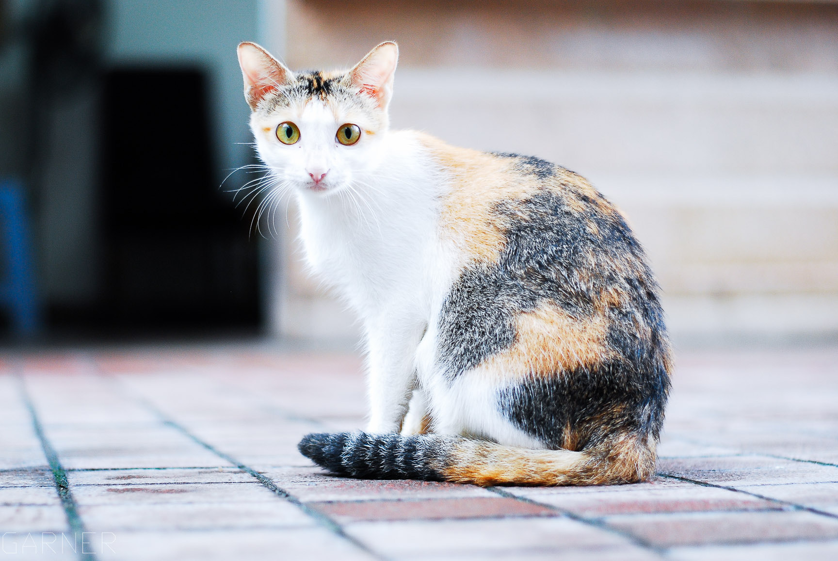 Nikon D80 + Nikon AF-S Nikkor 50mm F1.8G sample photo. Cute cat photography