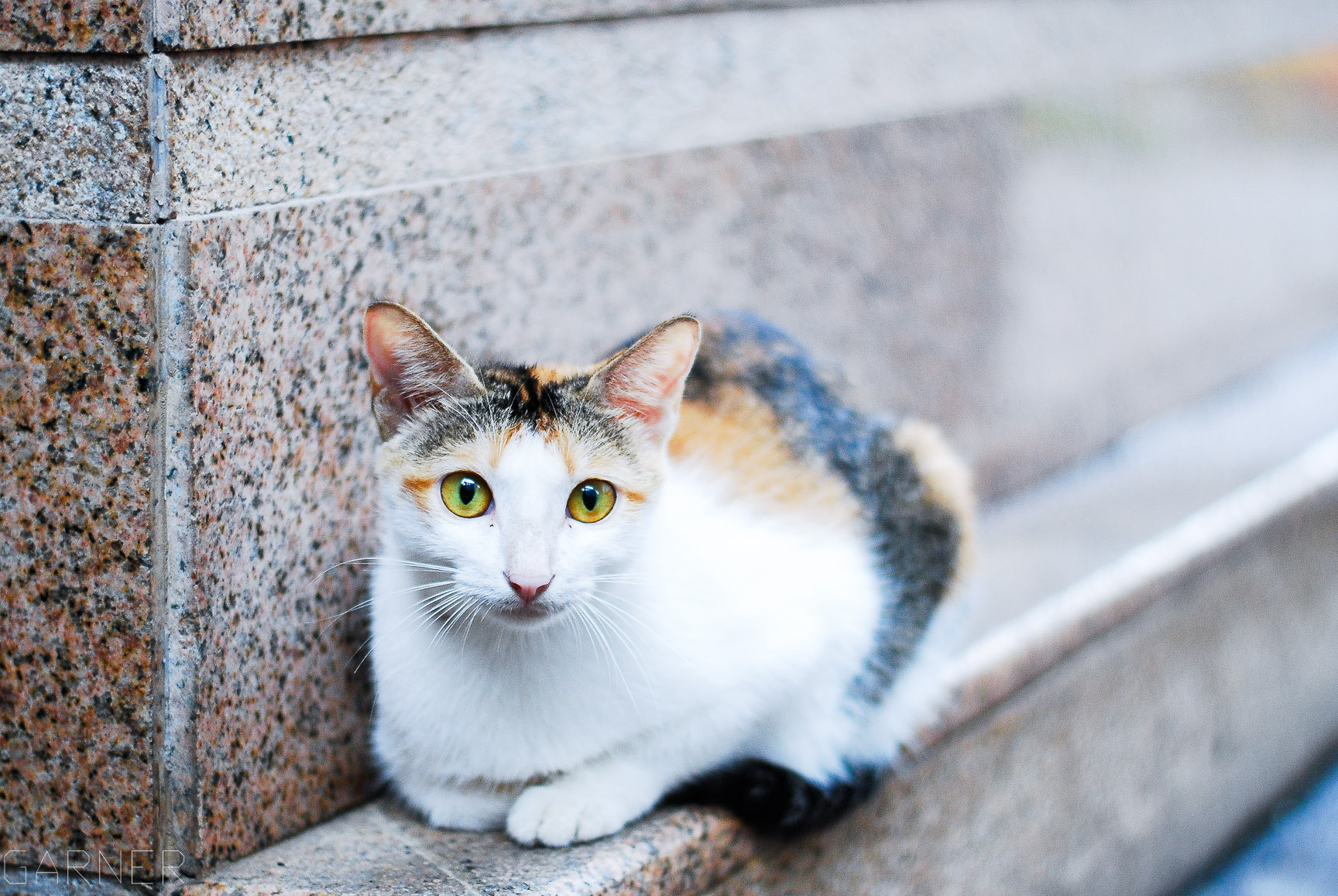 Nikon D80 sample photo. Cute cat photography