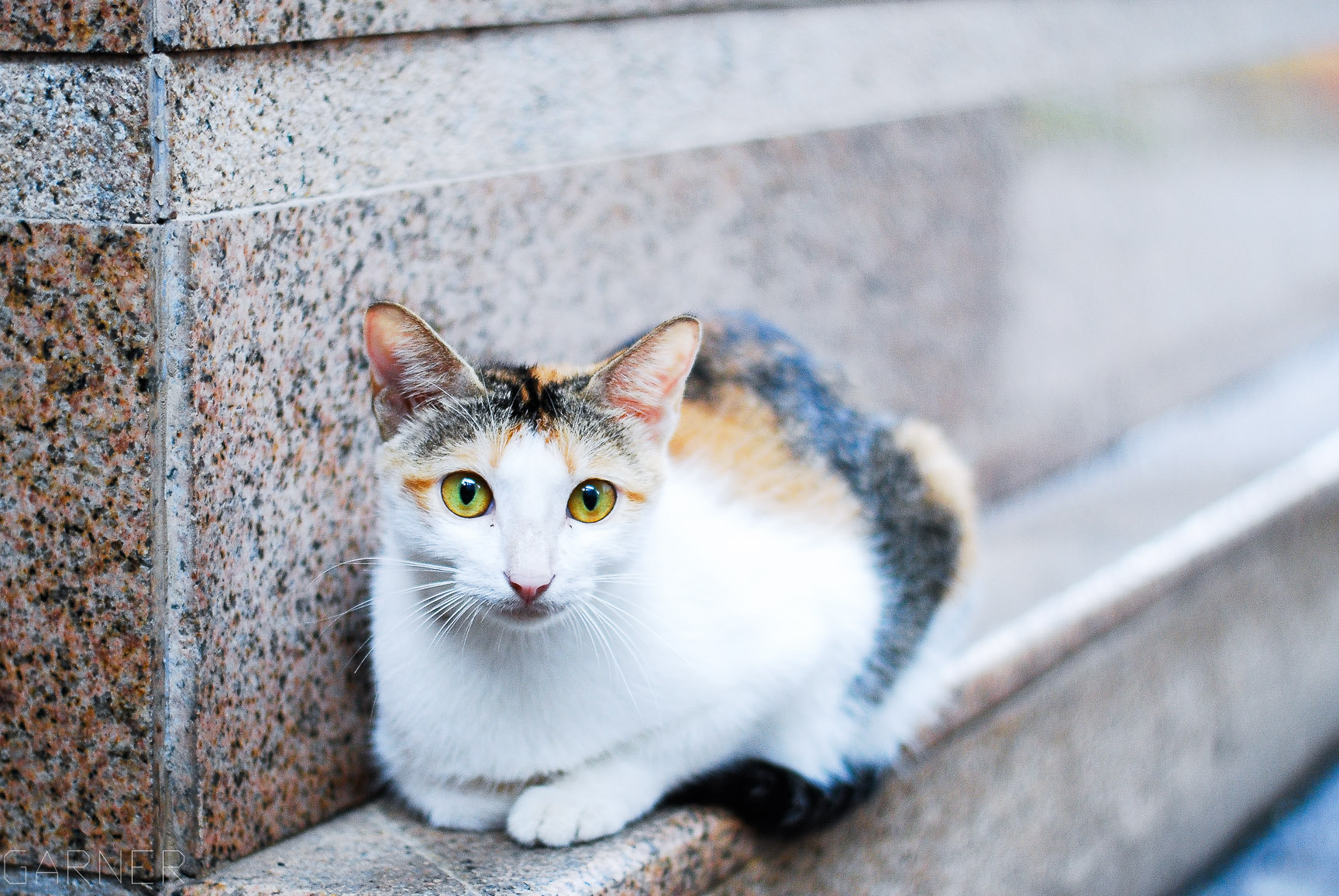 Nikon D80 + Nikon AF-S Nikkor 50mm F1.8G sample photo. Cute cat photography