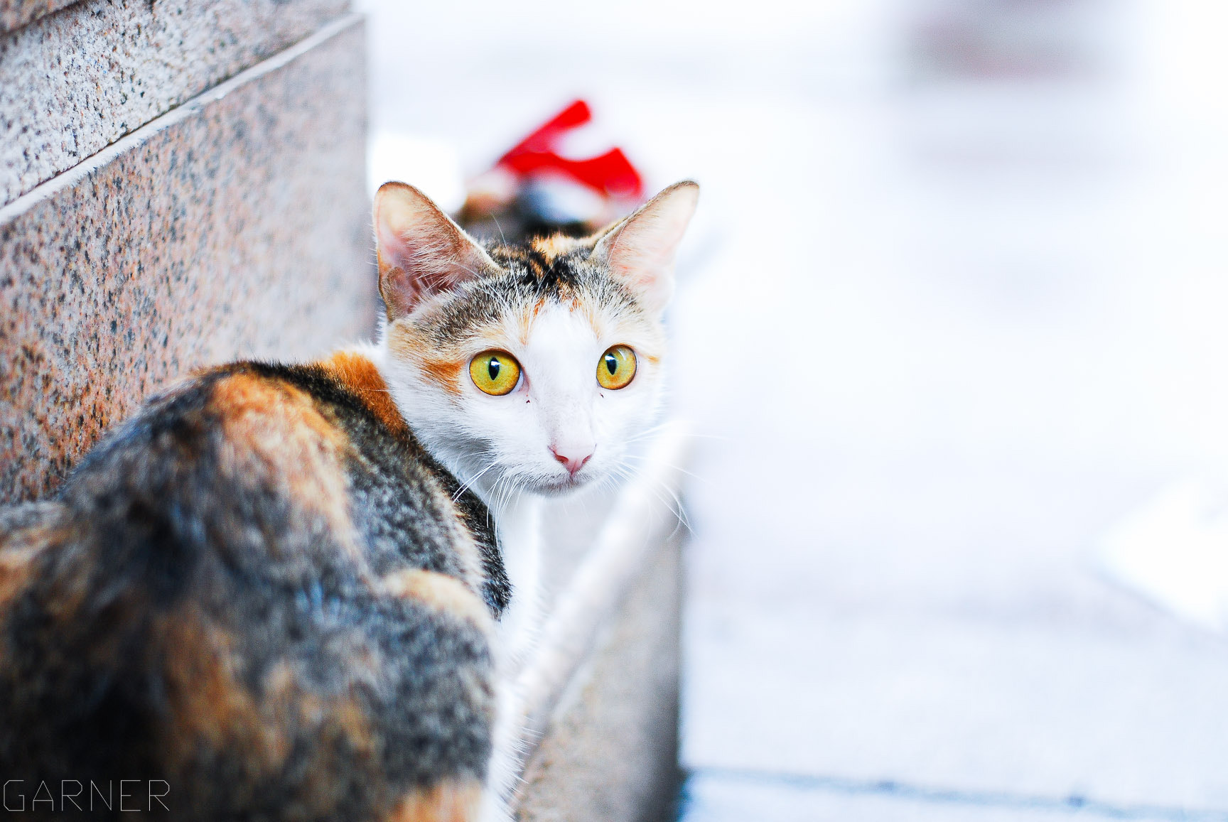 Nikon D80 + Nikon AF-S Nikkor 50mm F1.8G sample photo. Cute cat photography