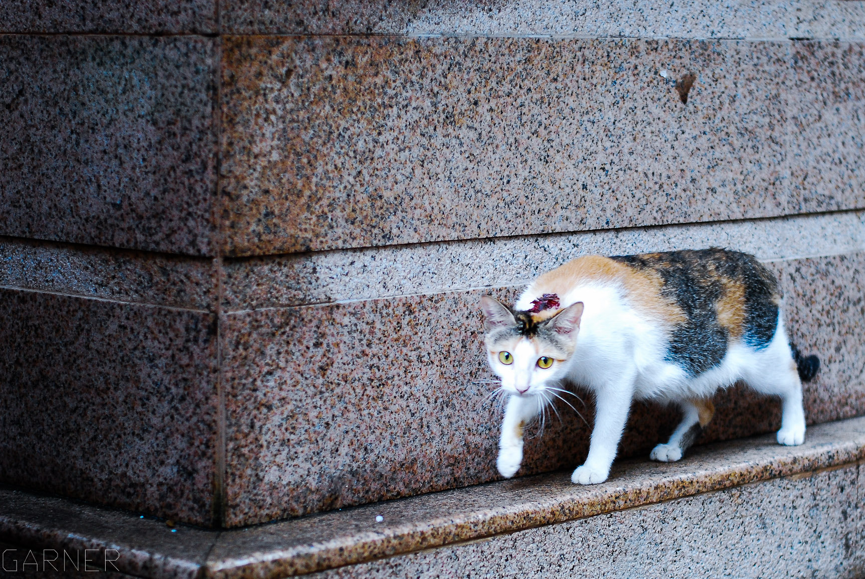 Nikon D80 + Nikon AF-S Nikkor 50mm F1.8G sample photo. Cute cat photography