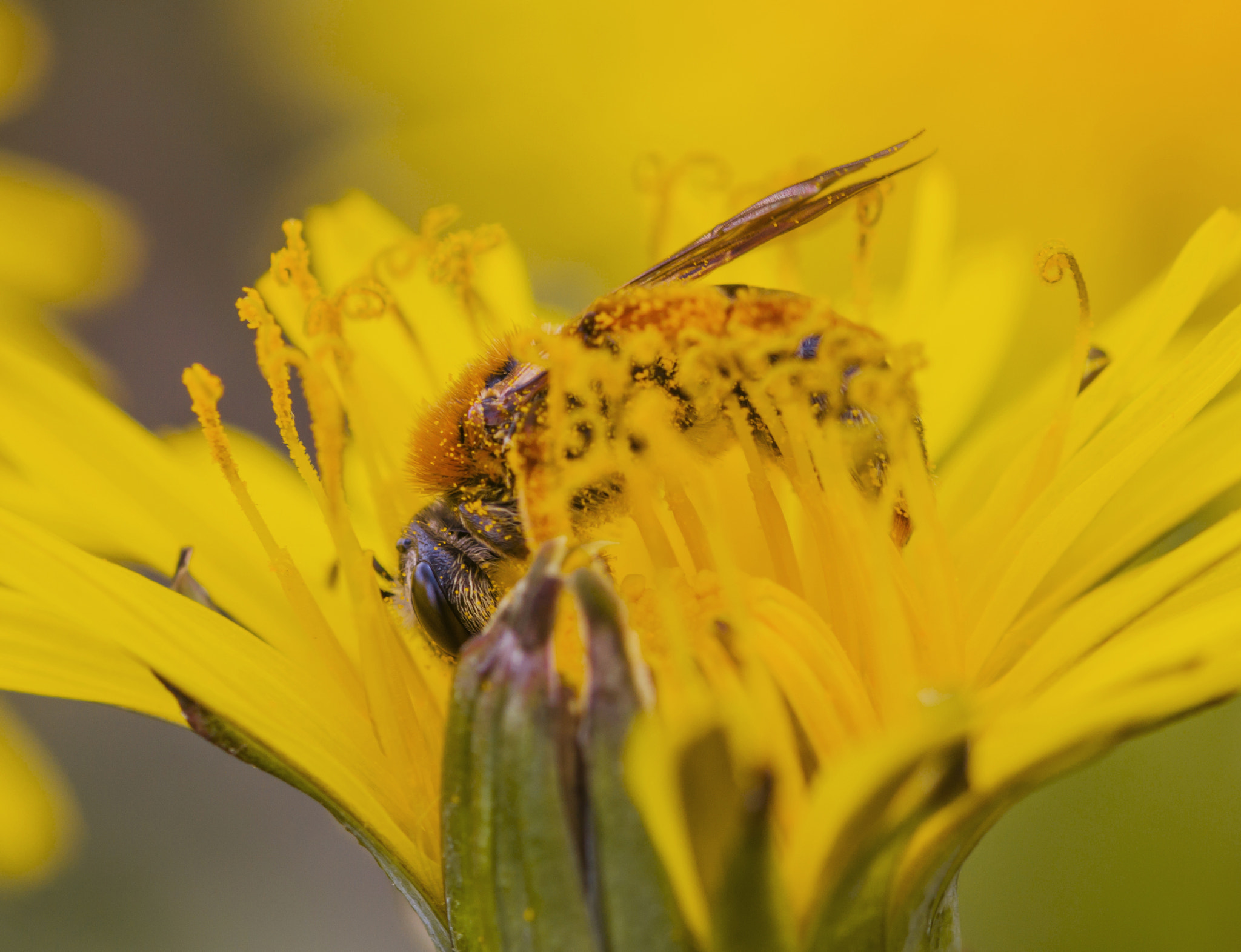 Sigma 105mm F2.8 EX DG Macro sample photo. *** photography