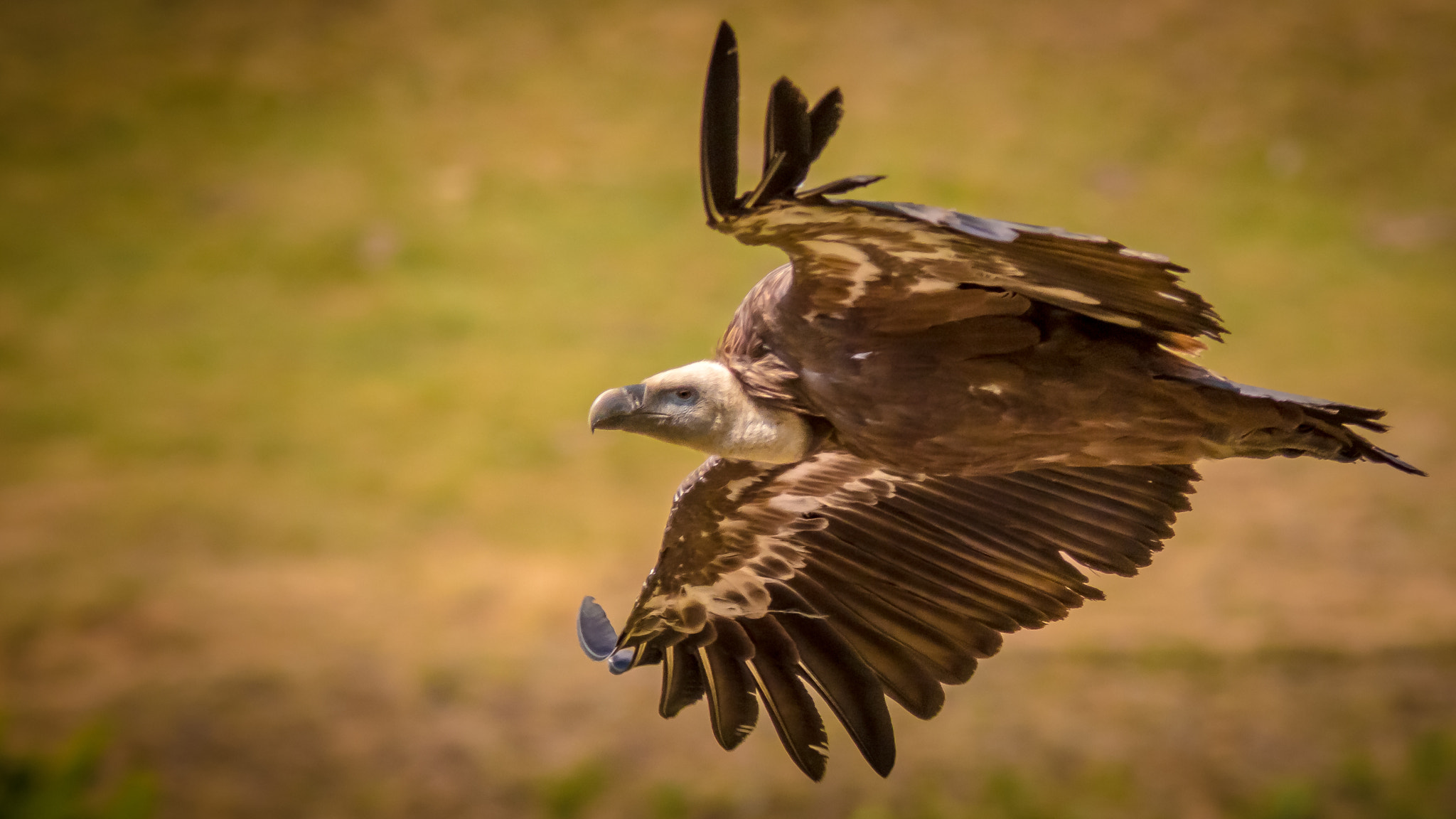 Canon EF 300mm F4L IS USM sample photo