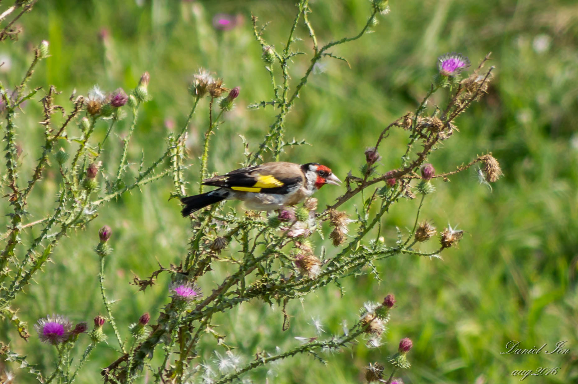 smc PENTAX-FA 80-320mm F4.5-5.6 sample photo. Carduelis carduelis photography