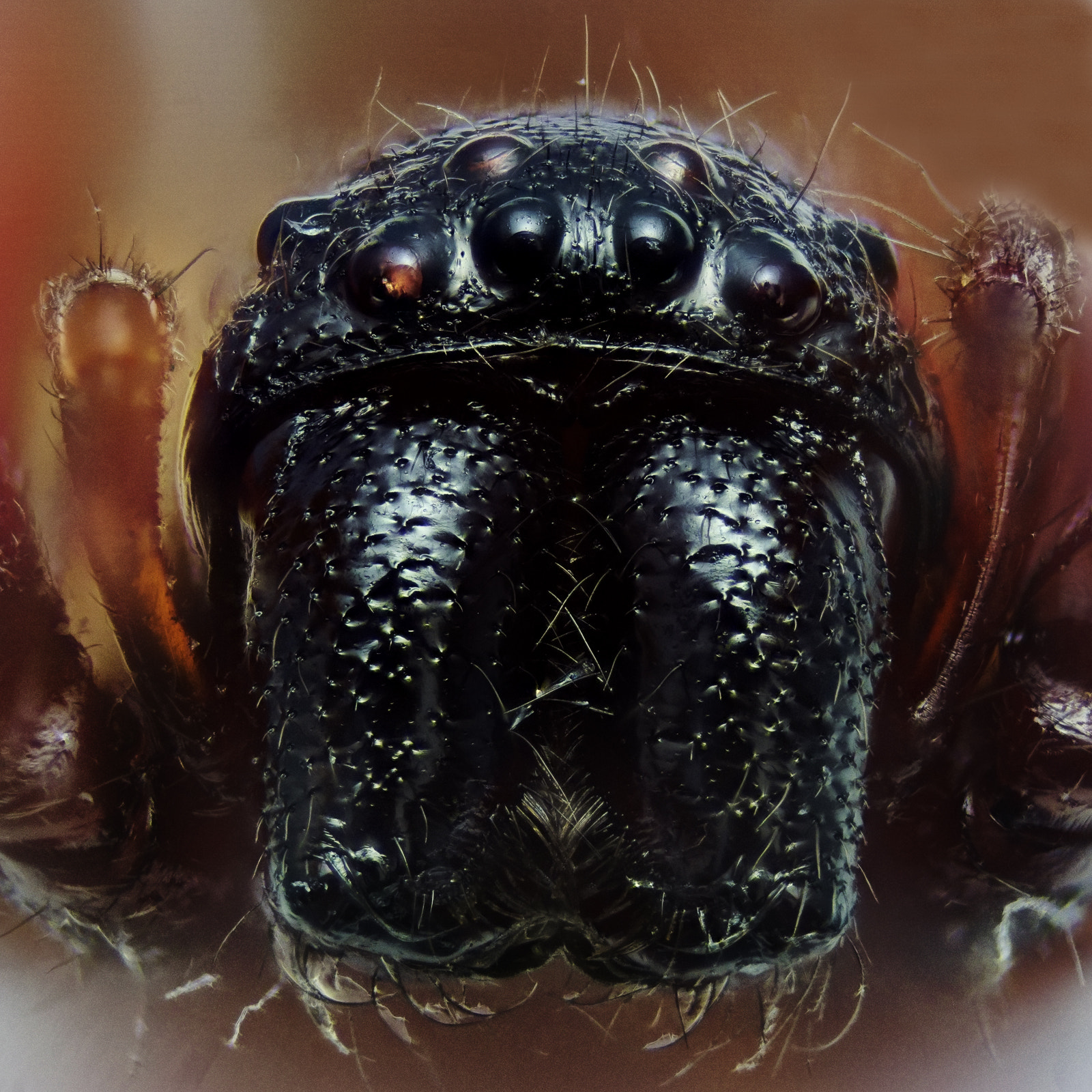 90mm F2.8 sample photo. Eight eyes photography