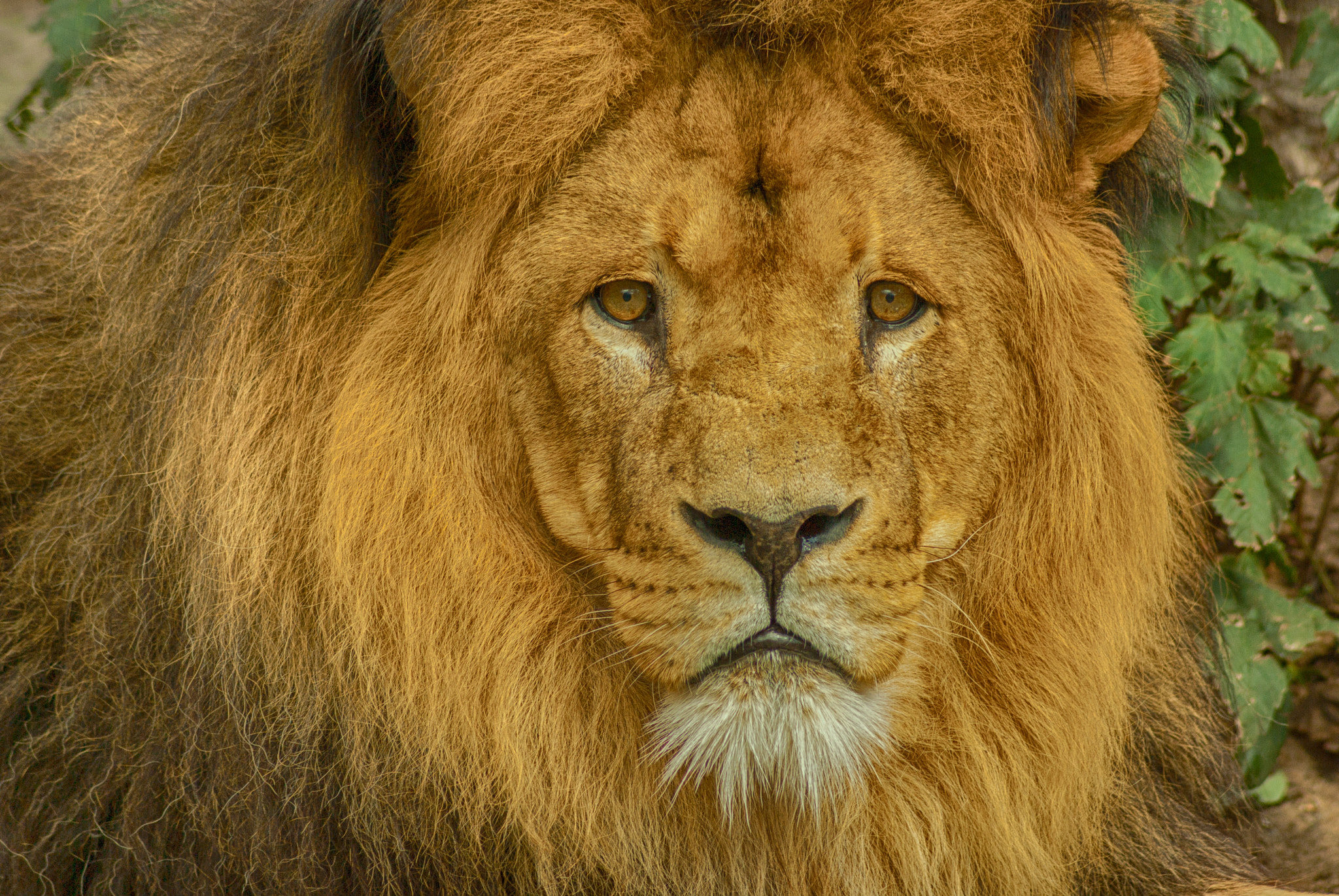 Pentax K10D sample photo. Gaze of a lion king photography