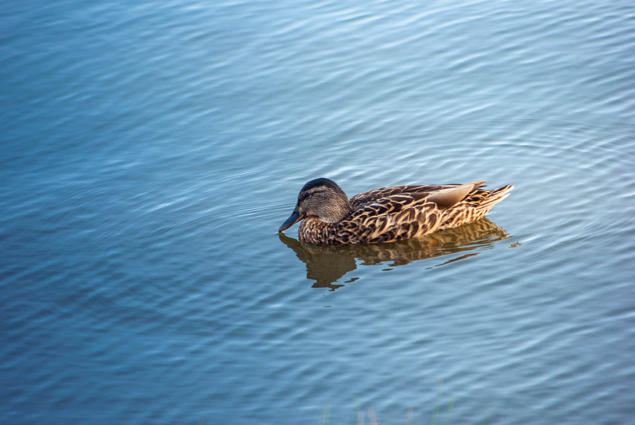 Pentax K-m (K2000) sample photo. Duck on the hunt photography