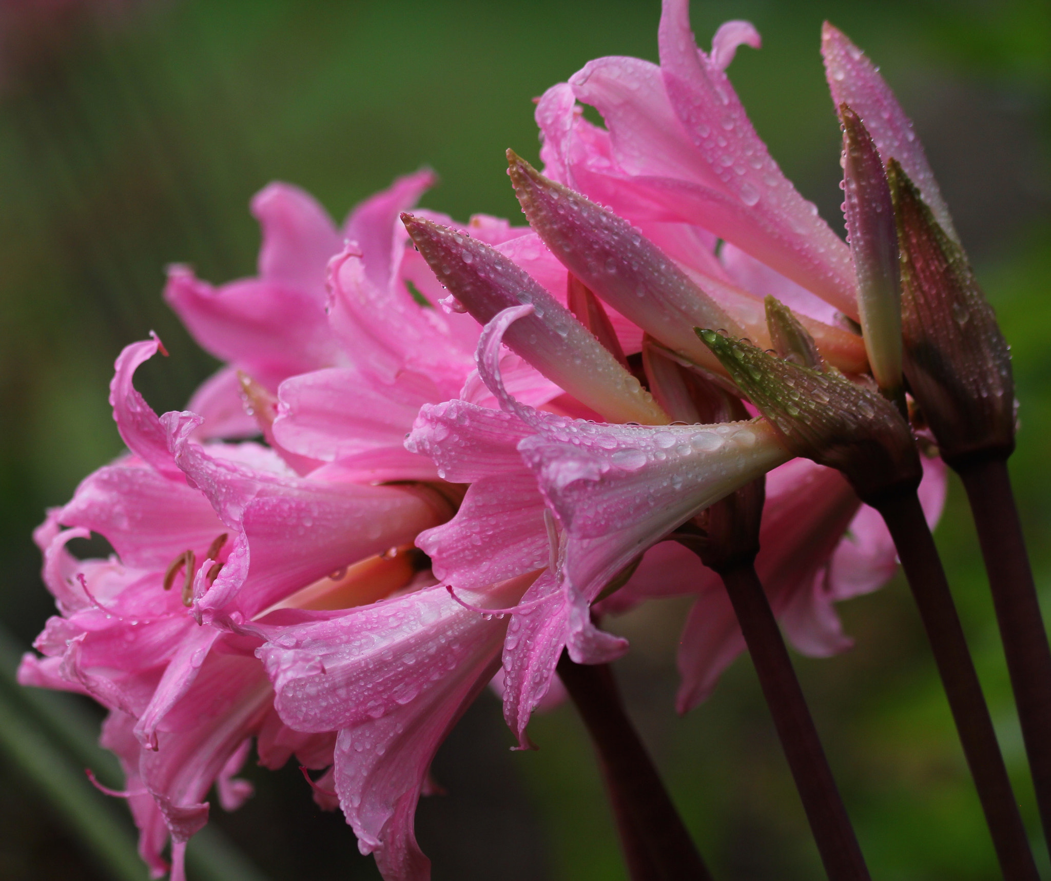 Sigma 105mm F2.8 EX DG OS HSM sample photo. Img photography