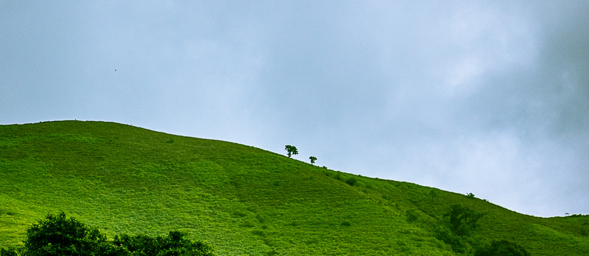 Canon EOS 7D Mark II + Tamron SP AF 90mm F2.8 Di Macro sample photo. Green hill photography