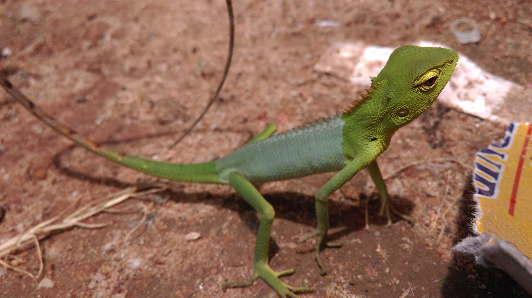 HTC 0P9C8 sample photo. Green chameleon photography