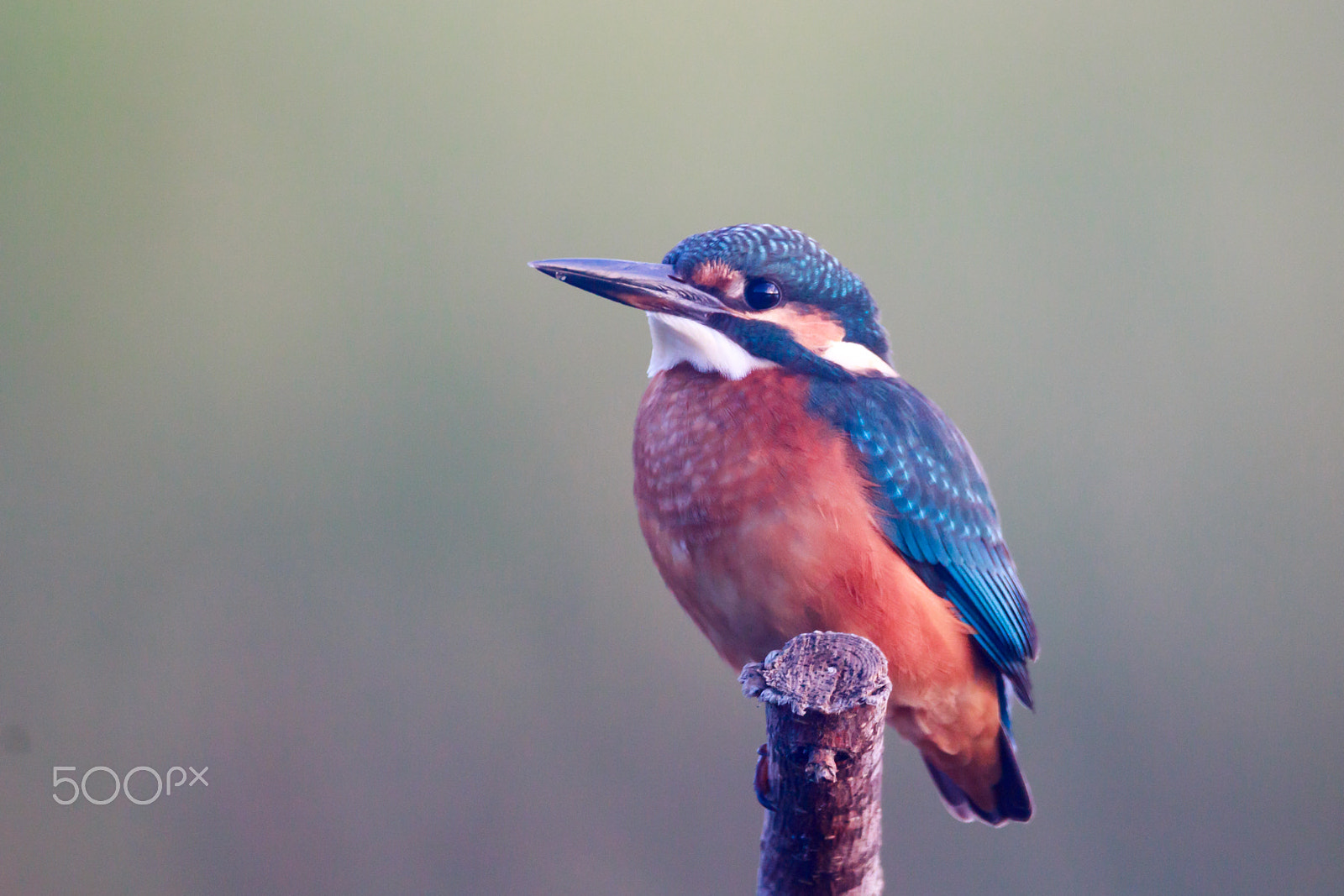 Canon EOS 550D (EOS Rebel T2i / EOS Kiss X4) + Sigma 150-600mm F5-6.3 DG OS HSM | C sample photo. Common kingfisher photography