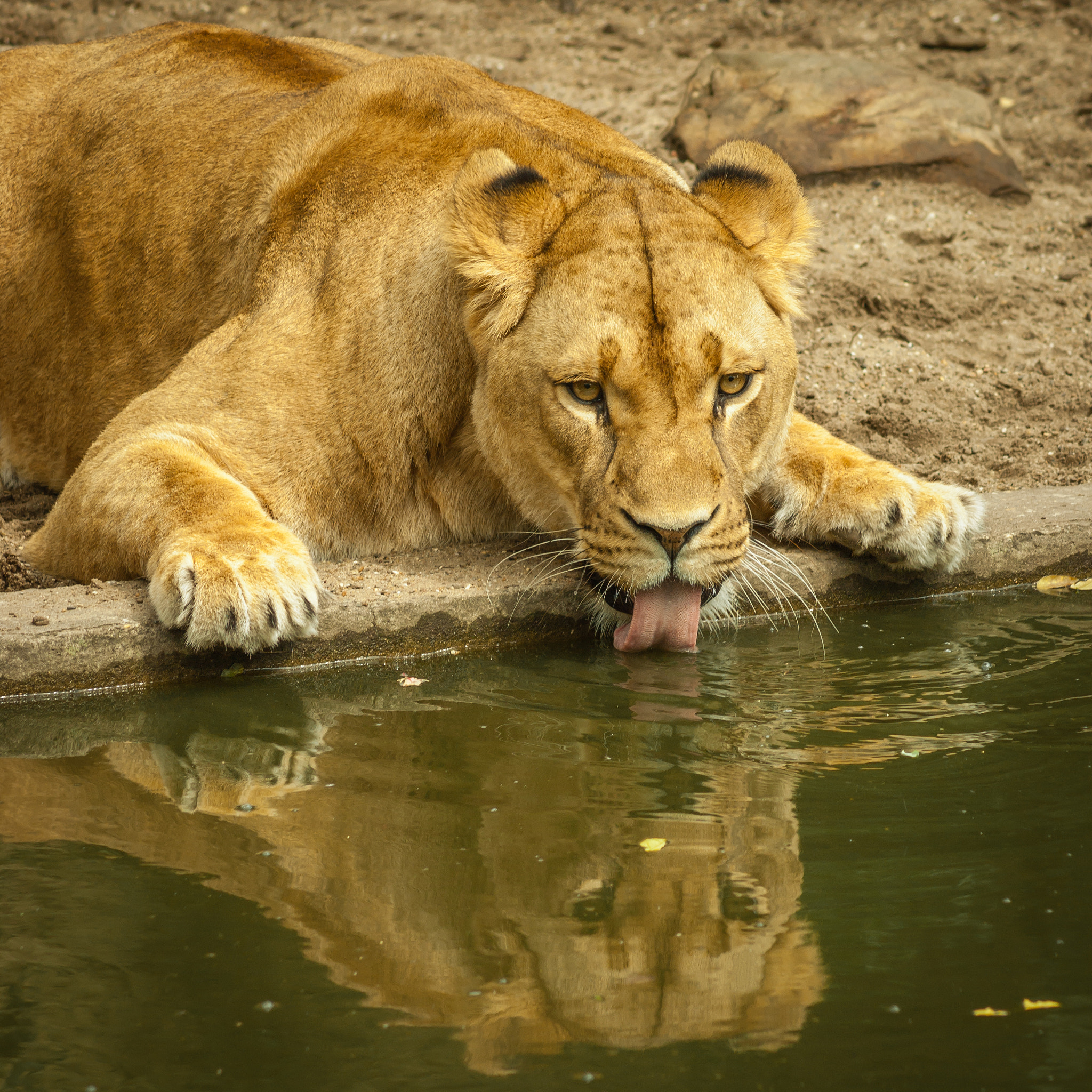 Pentax K10D sample photo. Drinking lioness reflection photography