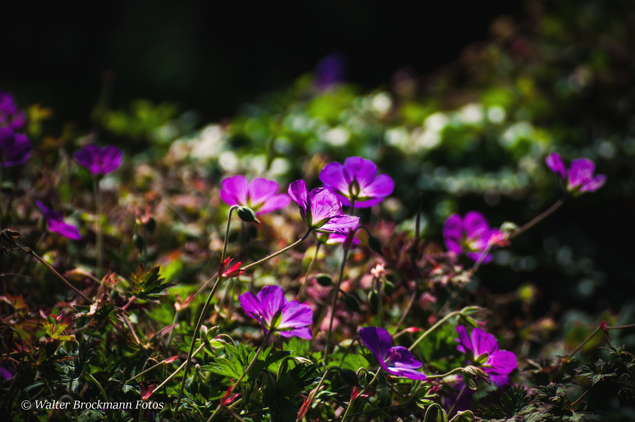 Nikon D5000 sample photo. Blumen/flower photography