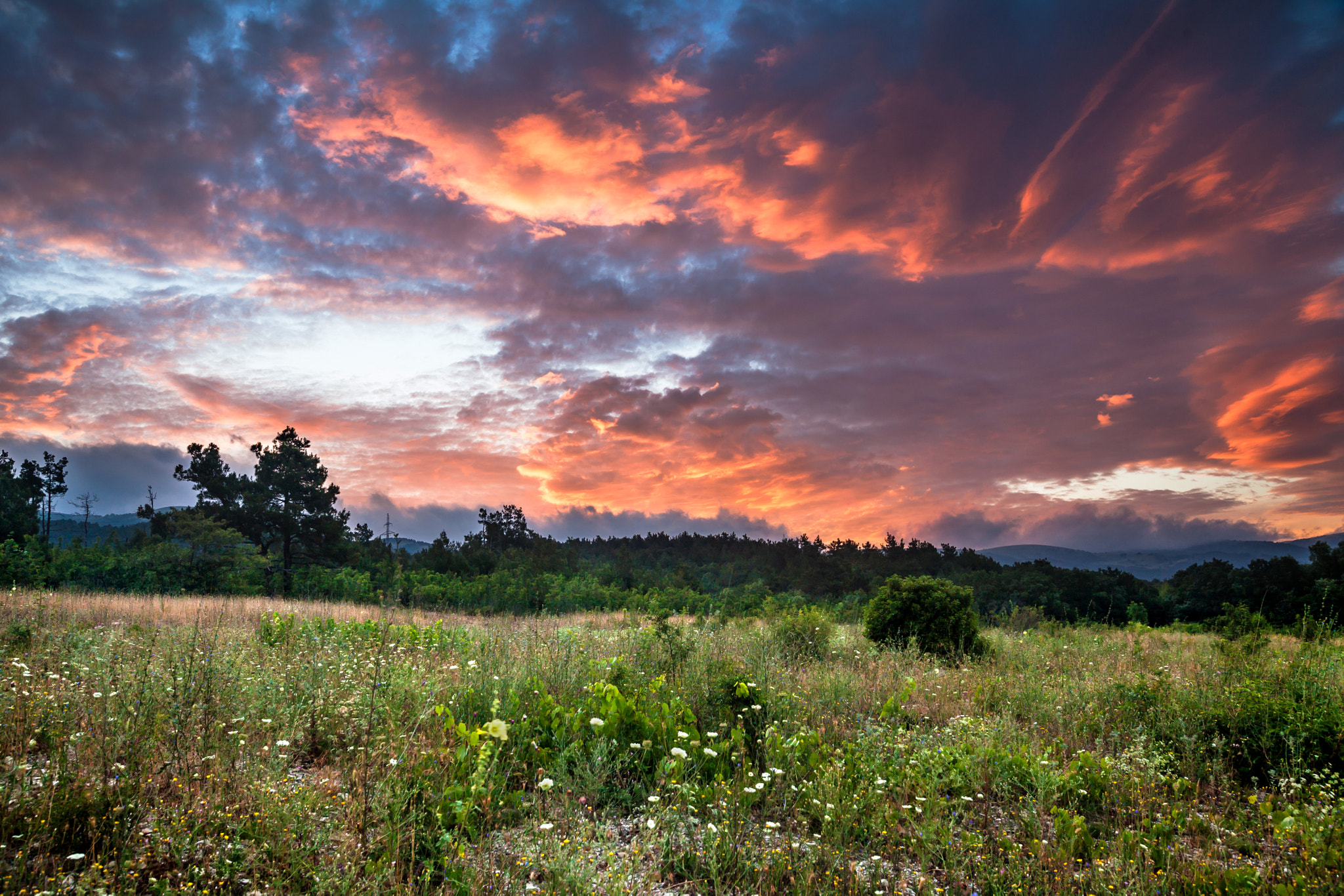 Sigma 24mm F1.4 DG HSM Art sample photo. Morning in the field photography